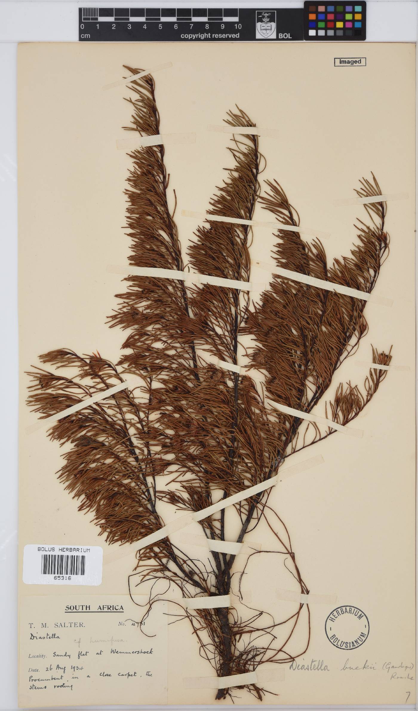 Diastella buekii image