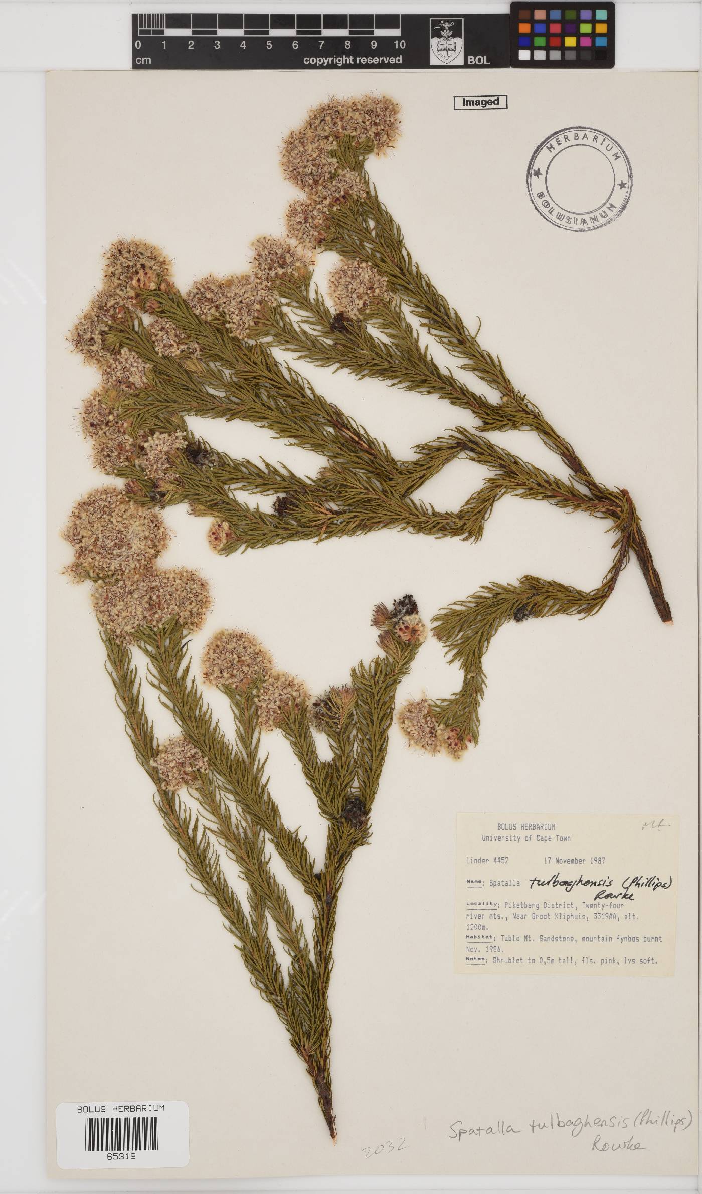 Spatalla tulbaghensis image