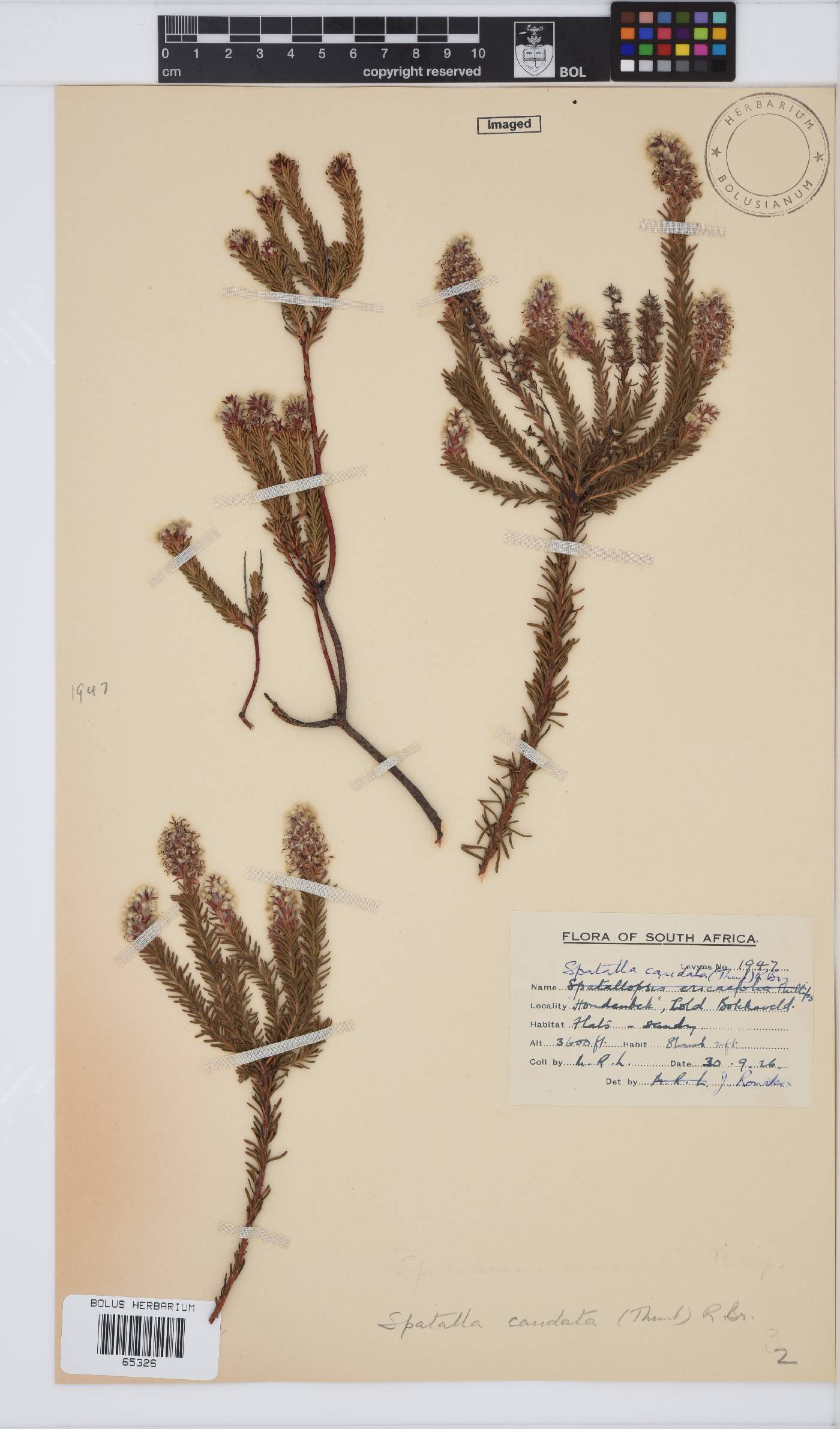 Spatalla caudata image