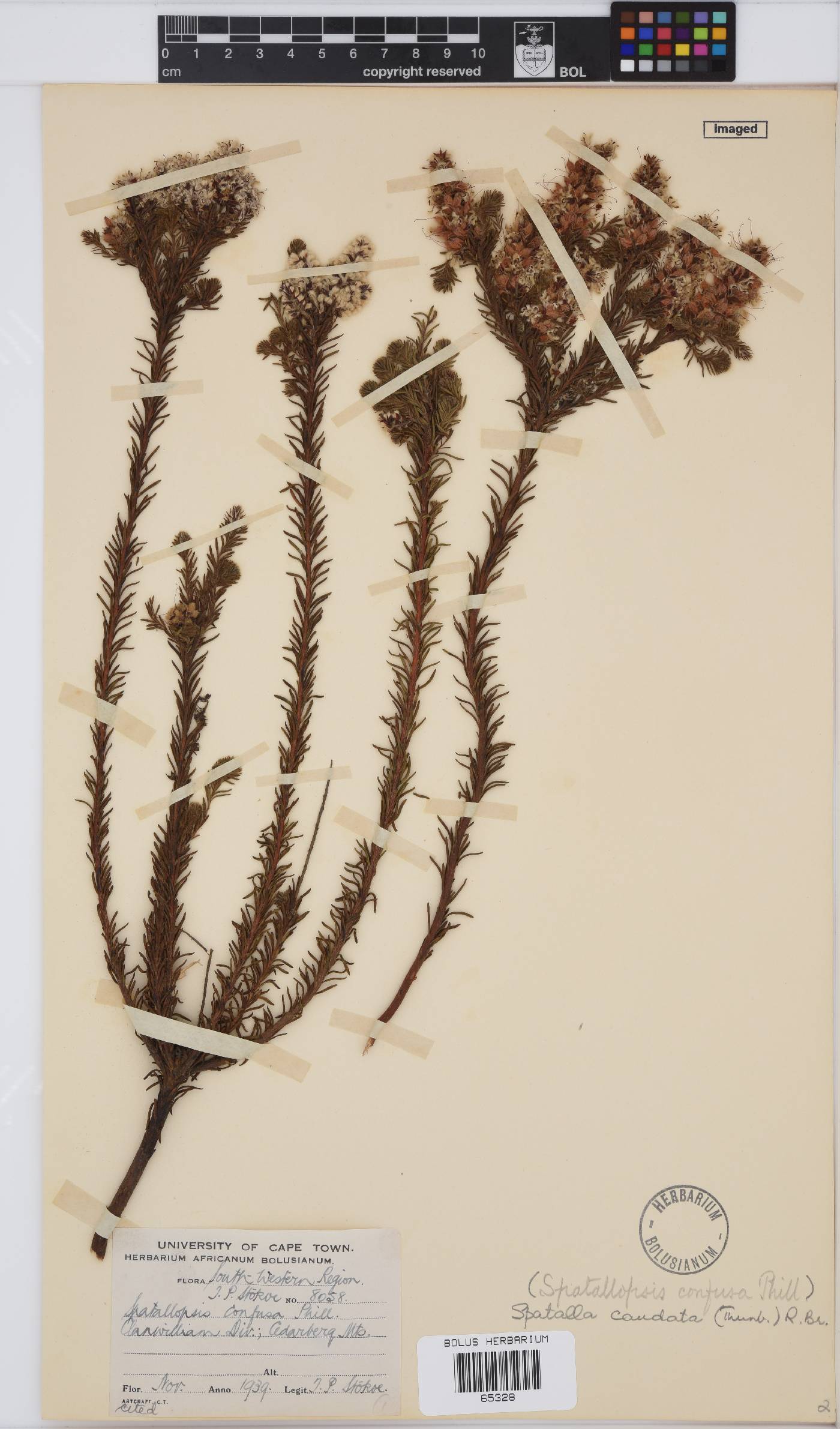 Spatalla caudata image