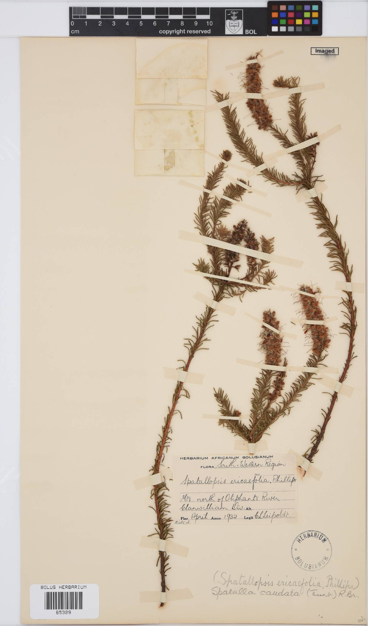Spatalla caudata image