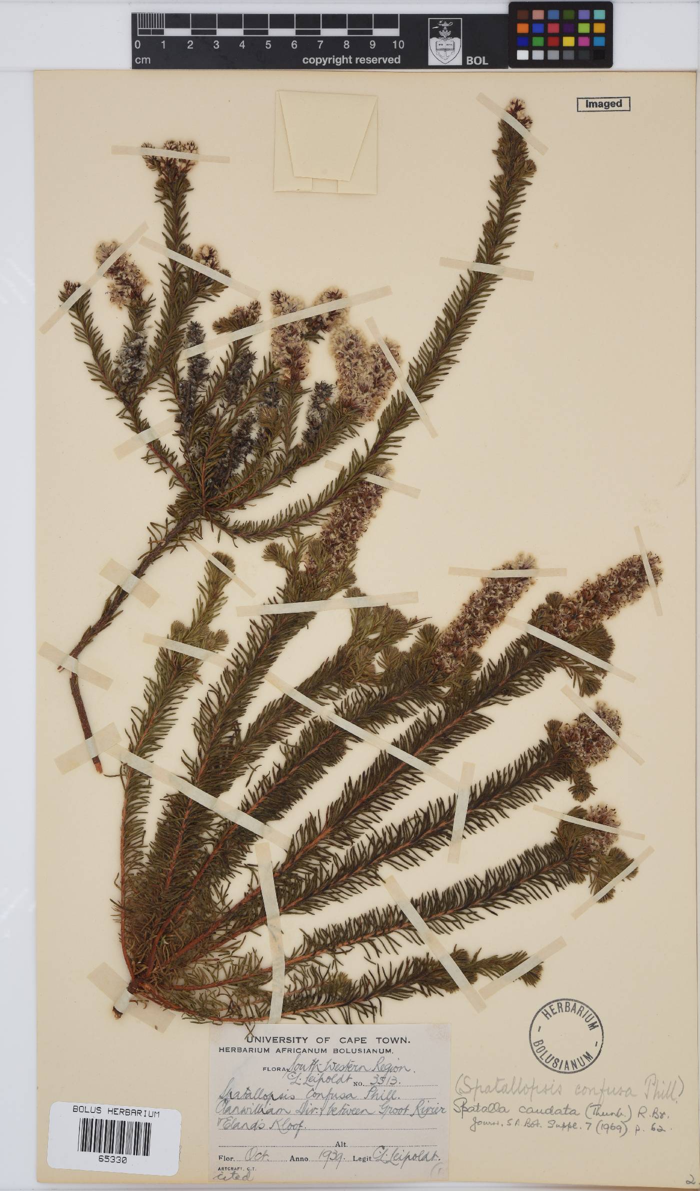 Spatalla caudata image