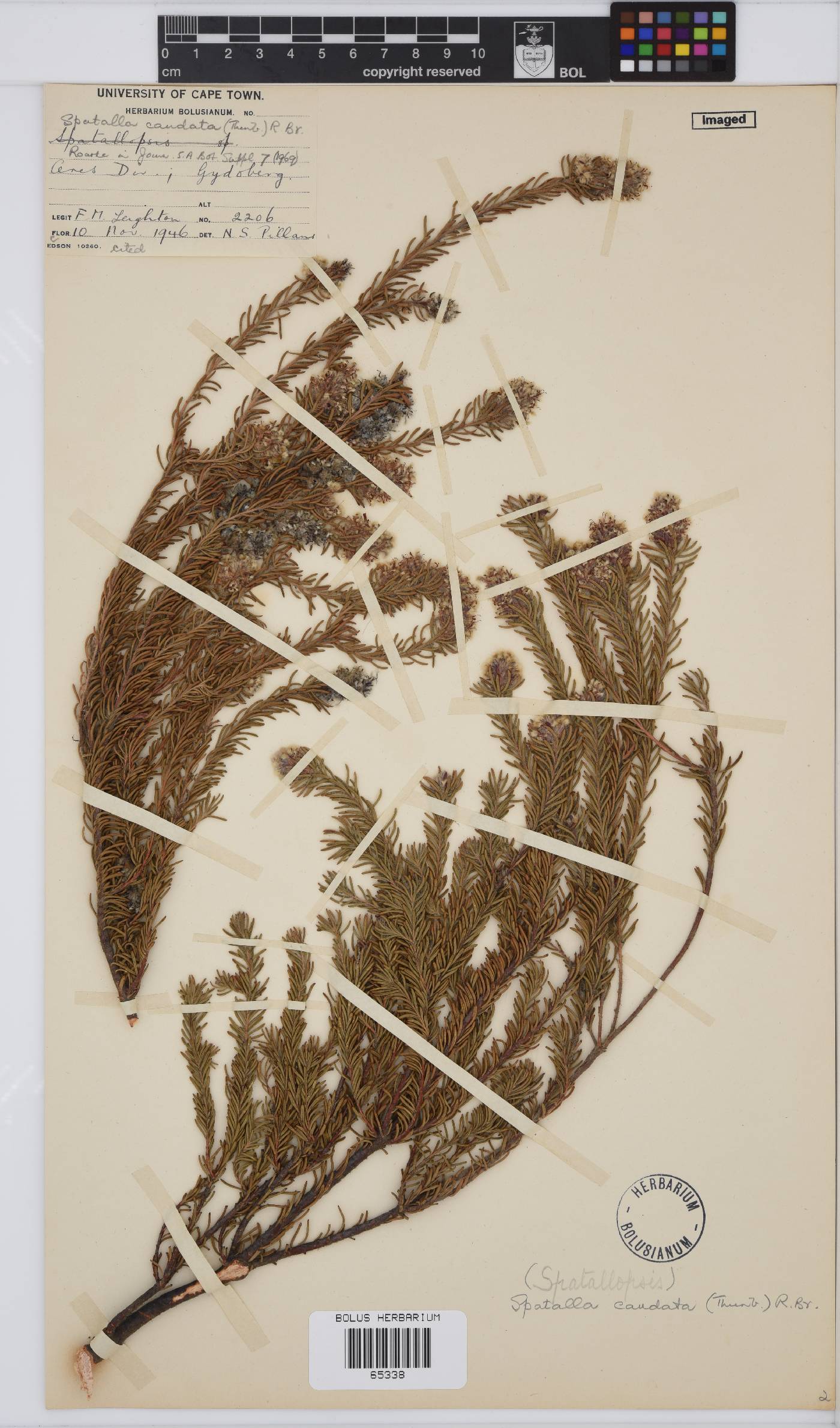 Spatalla caudata image