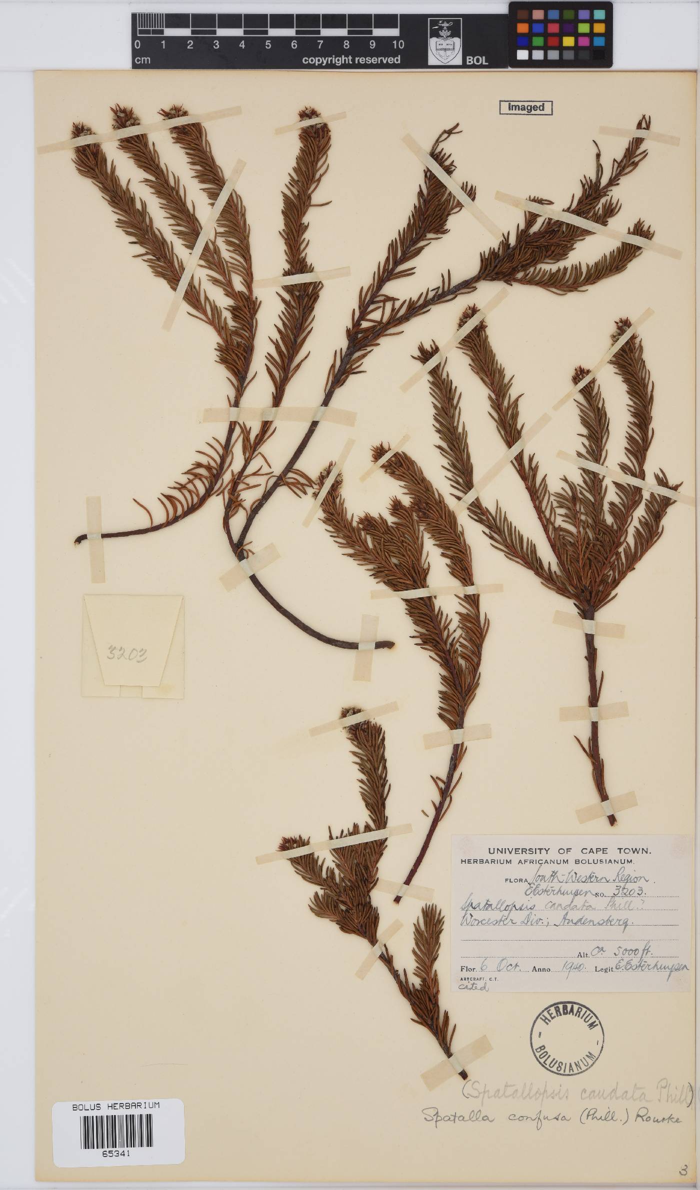 Spatalla confusa image