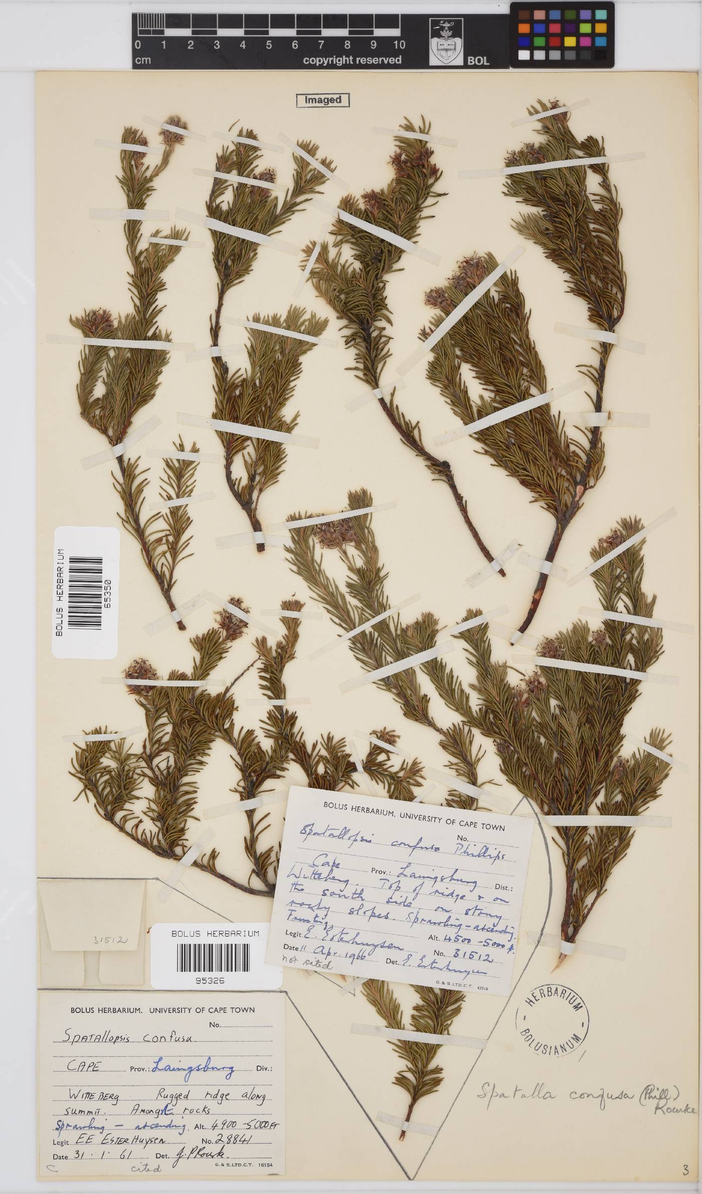 Spatalla confusa image