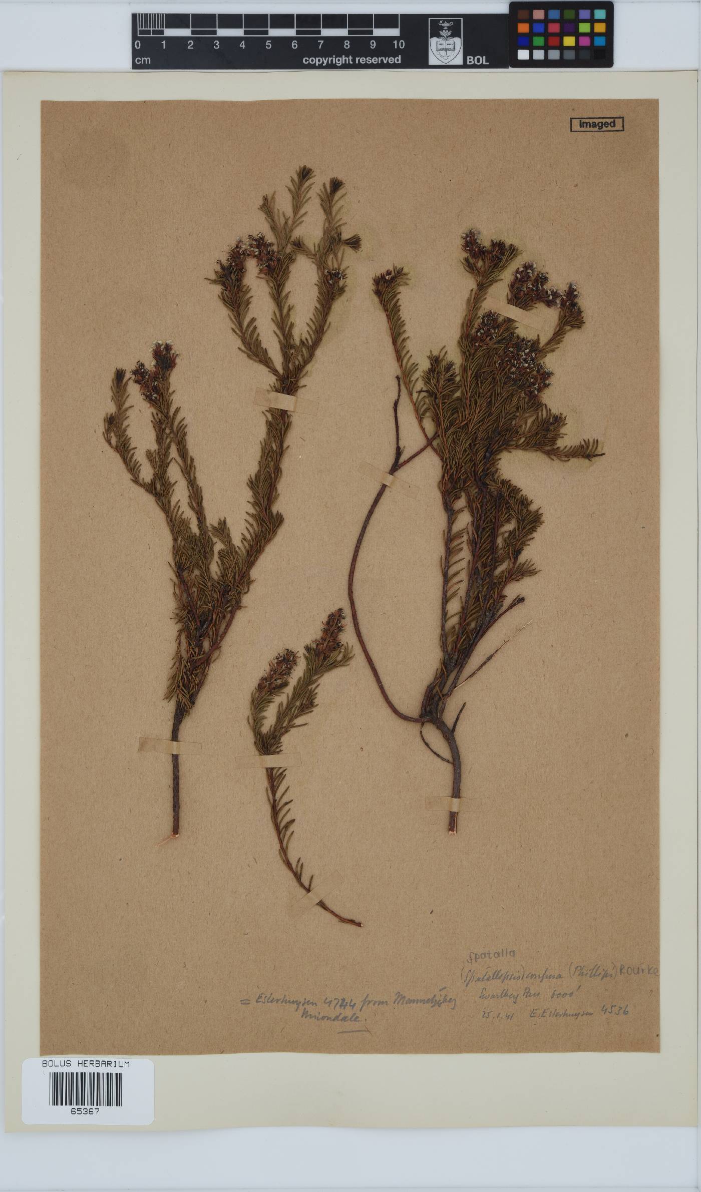 Spatalla confusa image