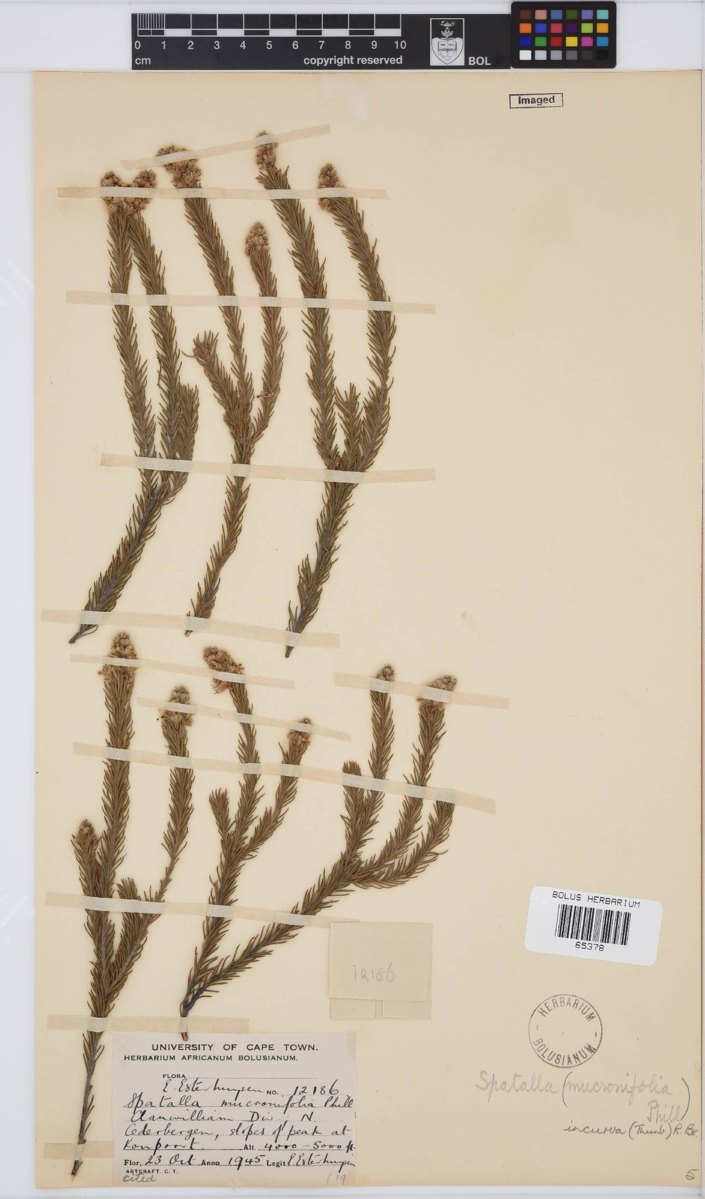 Spatalla incurva image