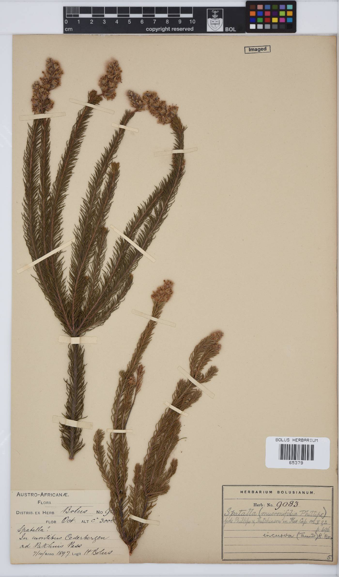 Spatalla image