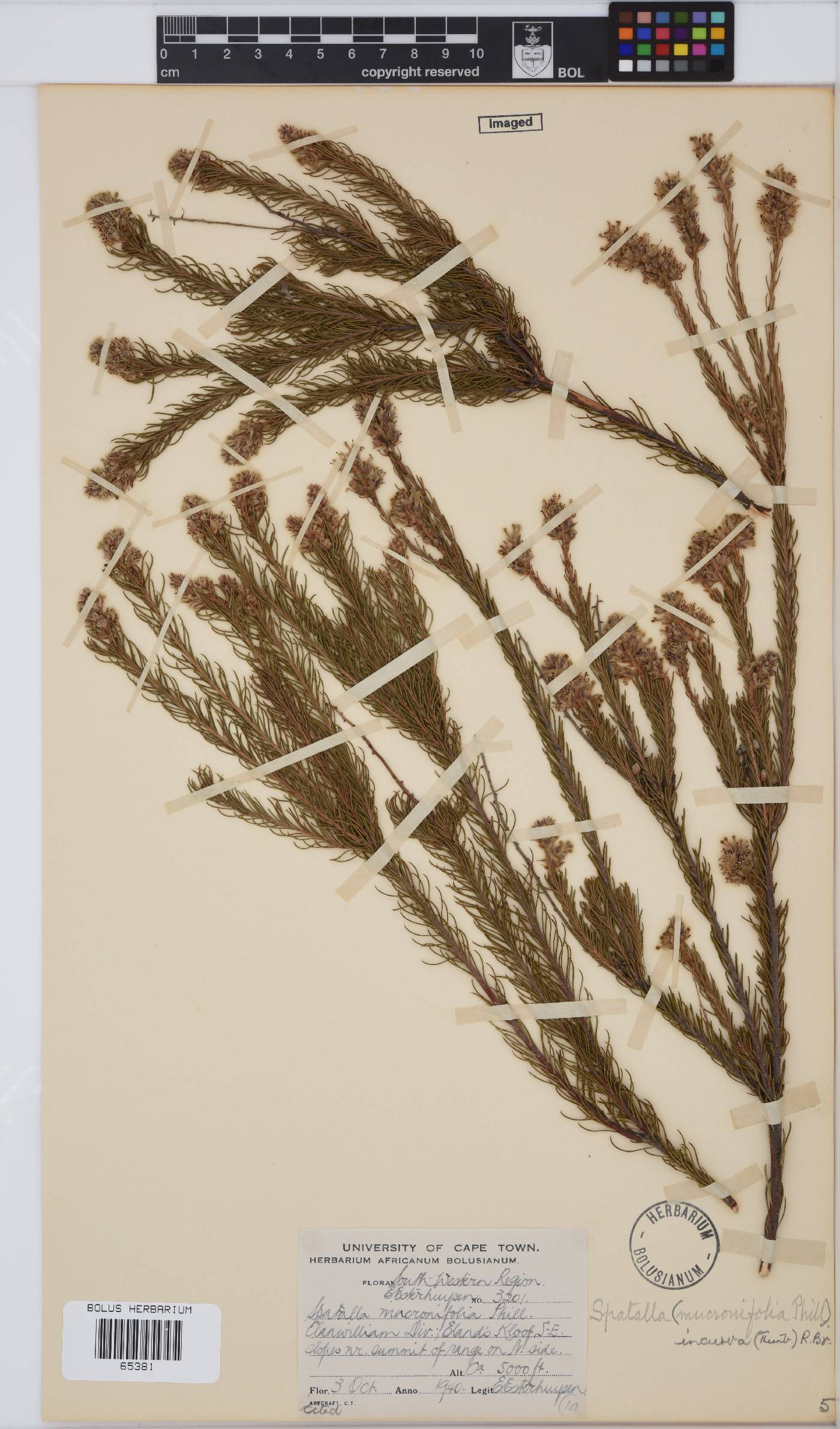 Spatalla incurva image