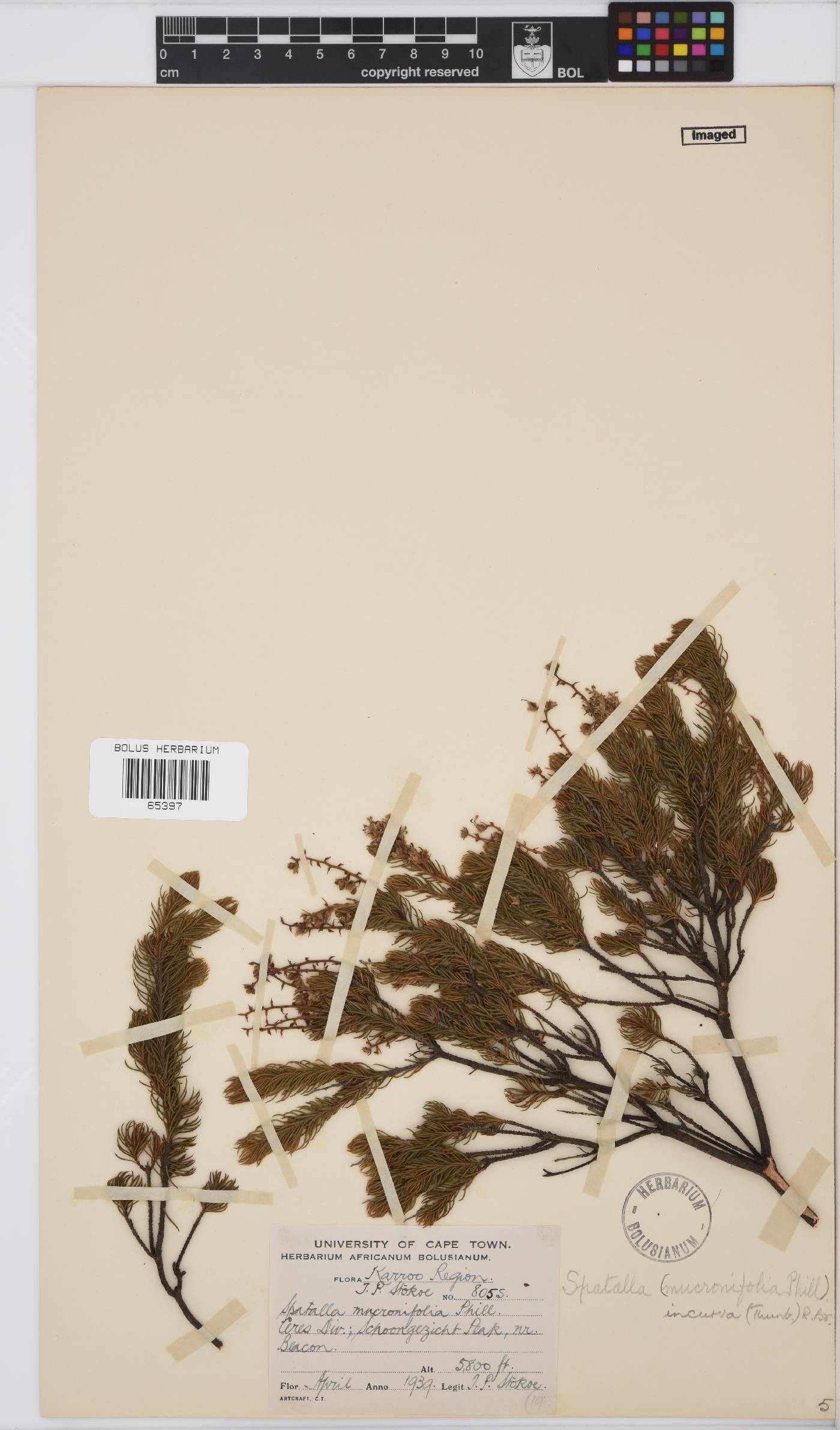 Spatalla incurva image