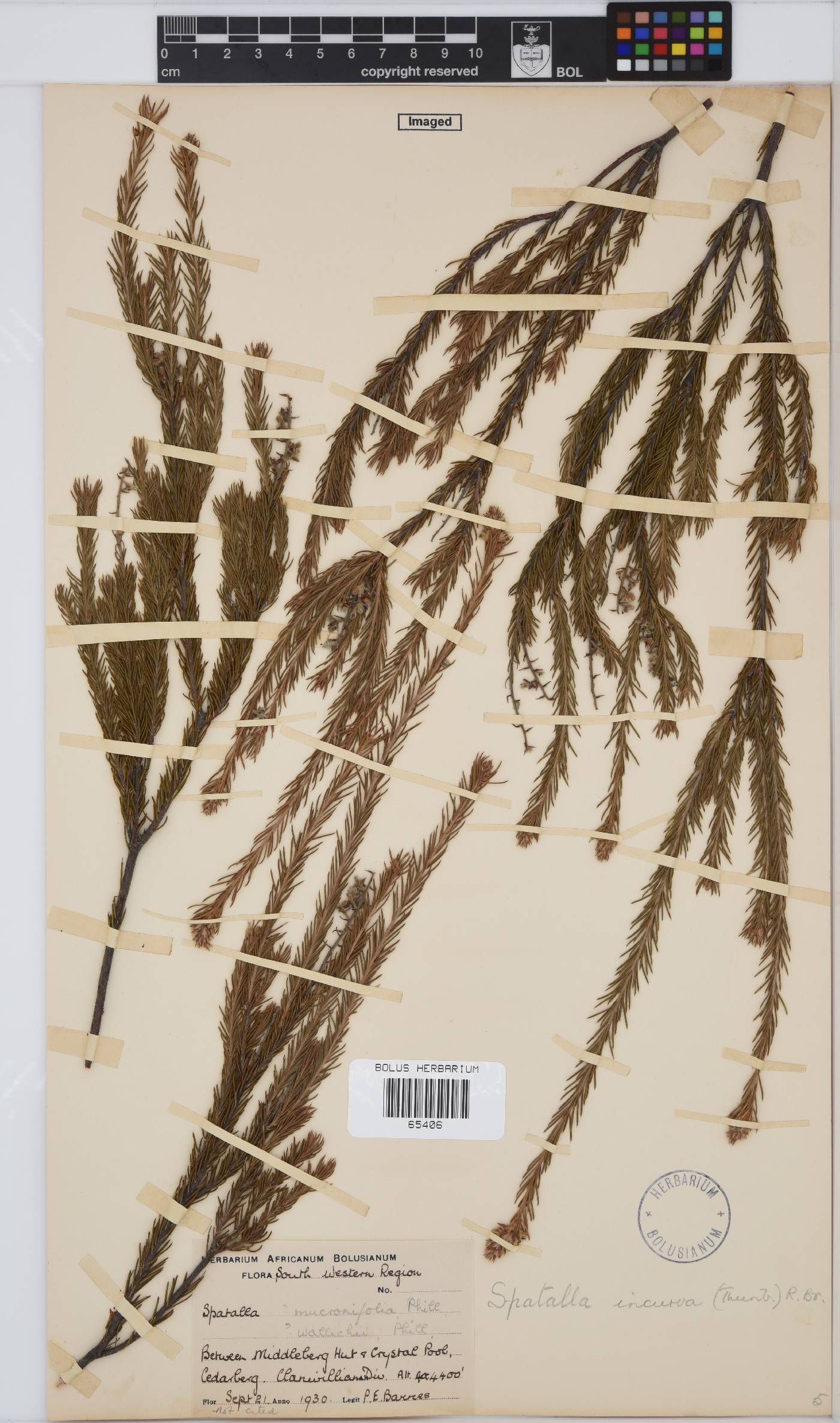 Spatalla incurva image