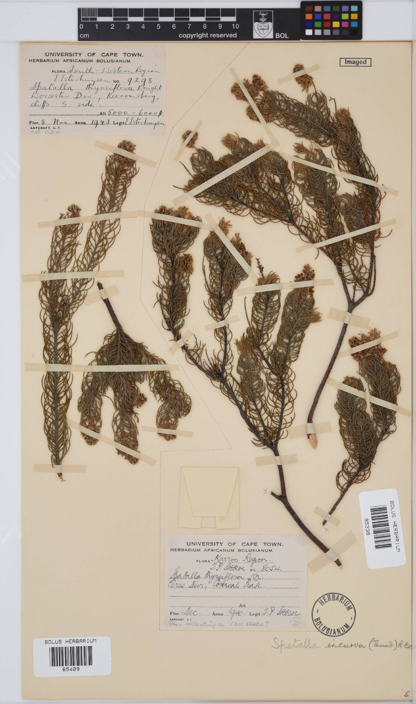 Spatalla incurva image