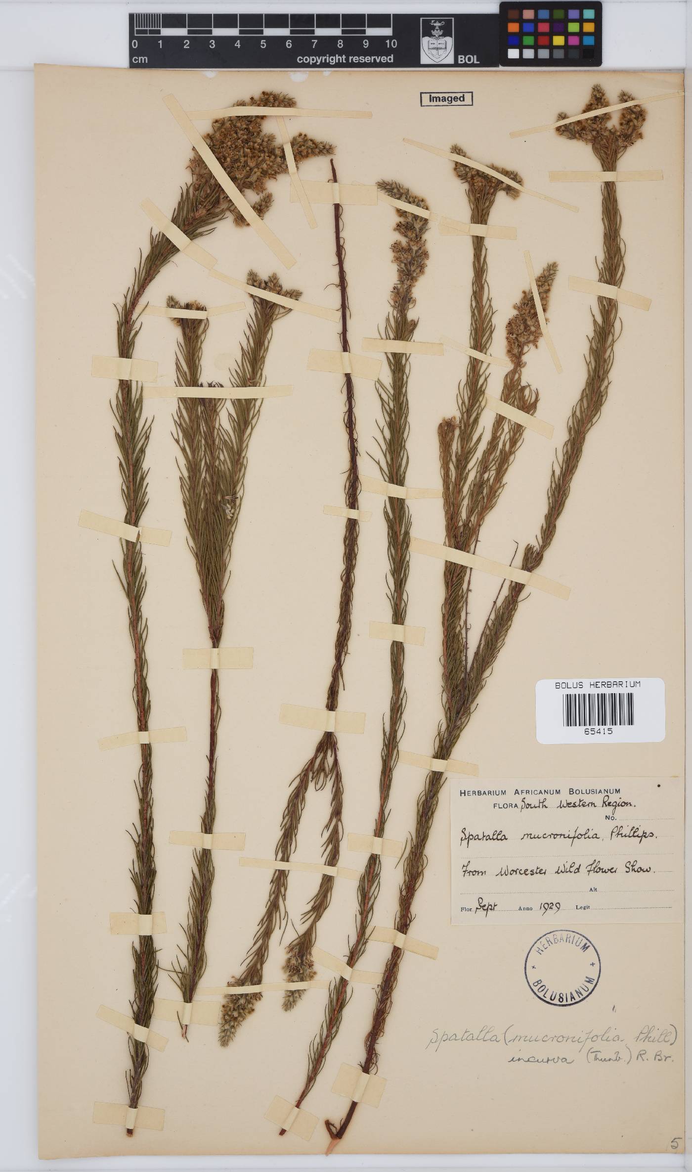 Spatalla incurva image