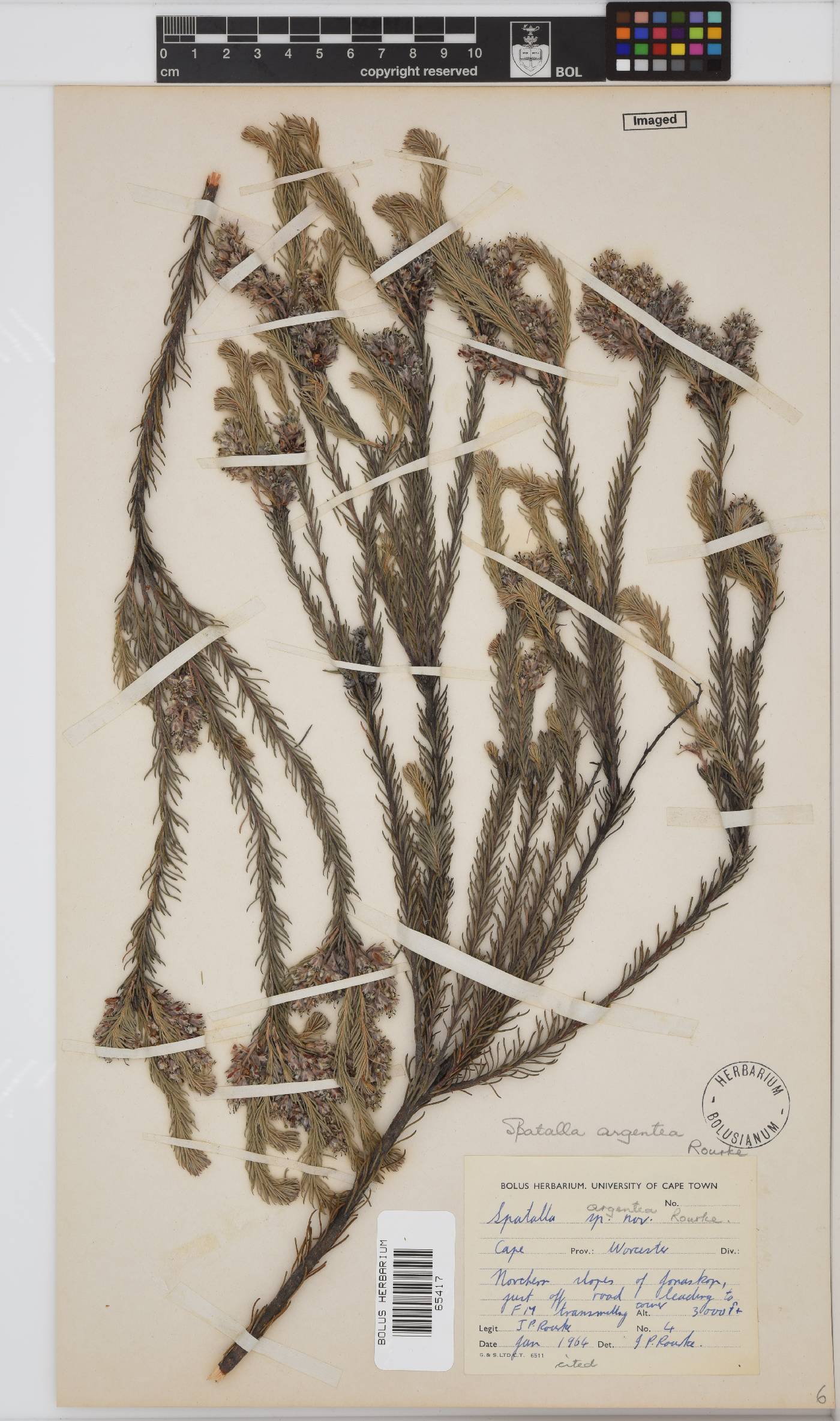 Spatalla argentea image