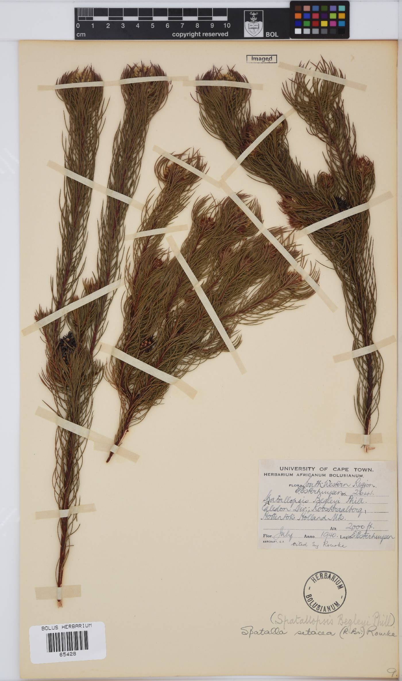 Spatalla image