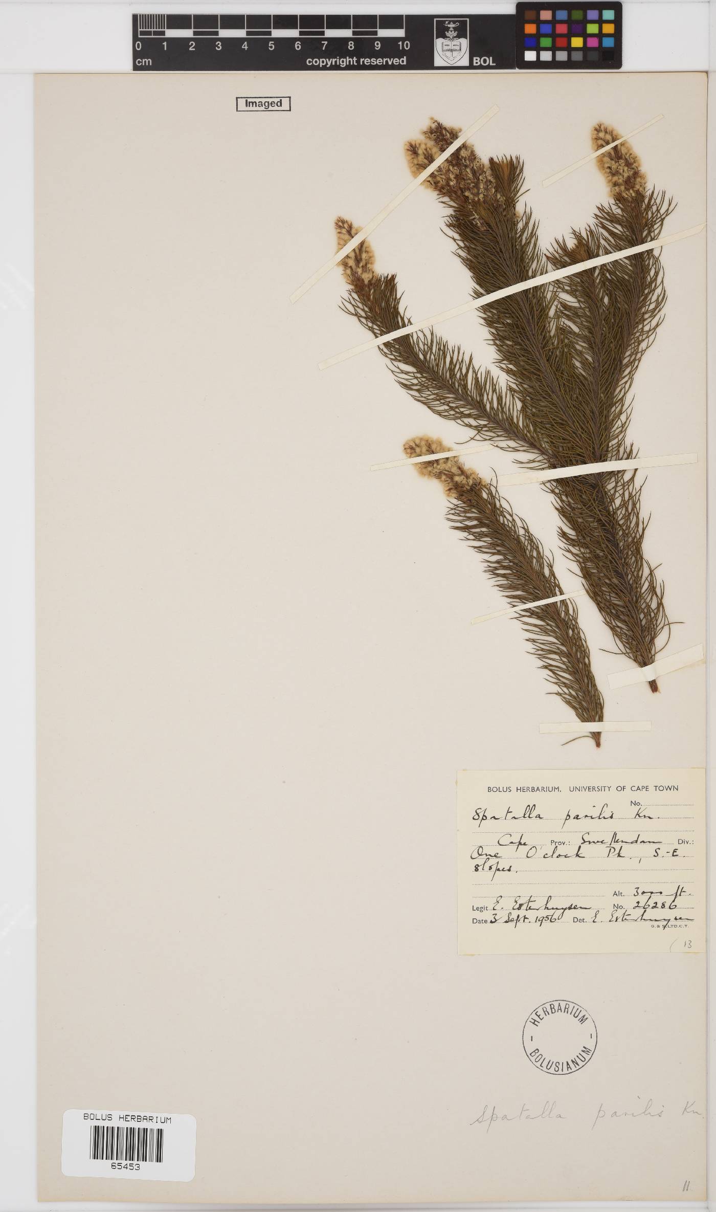 Spatalla parilis image