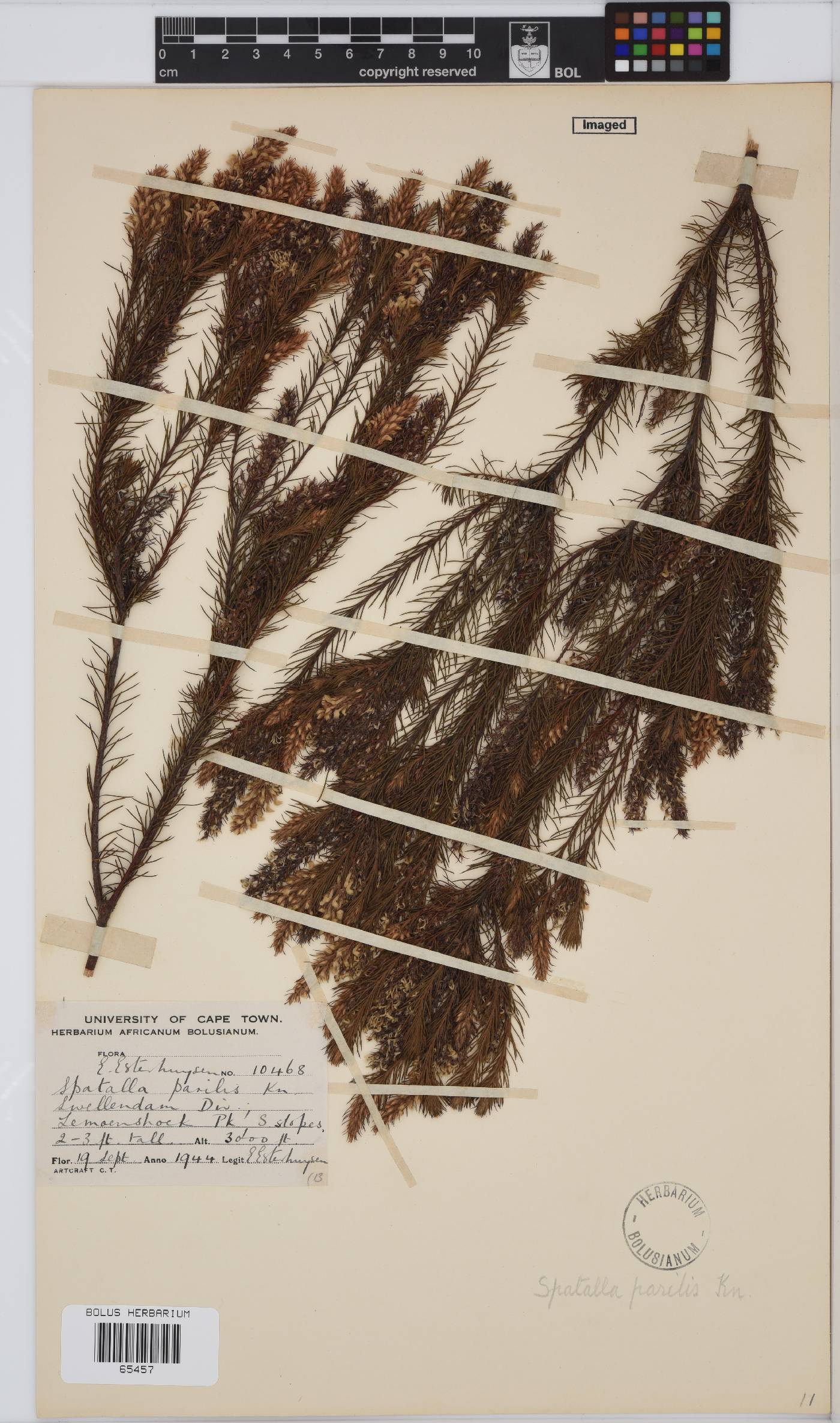 Spatalla parilis image