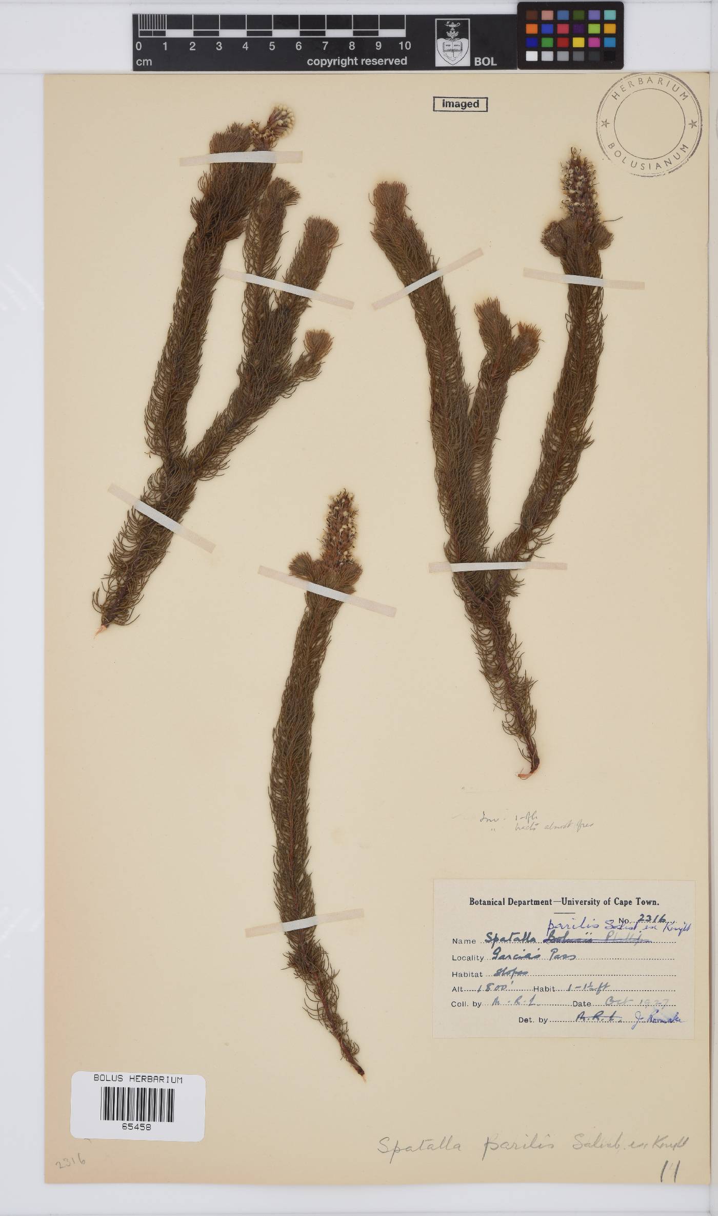 Spatalla parilis image