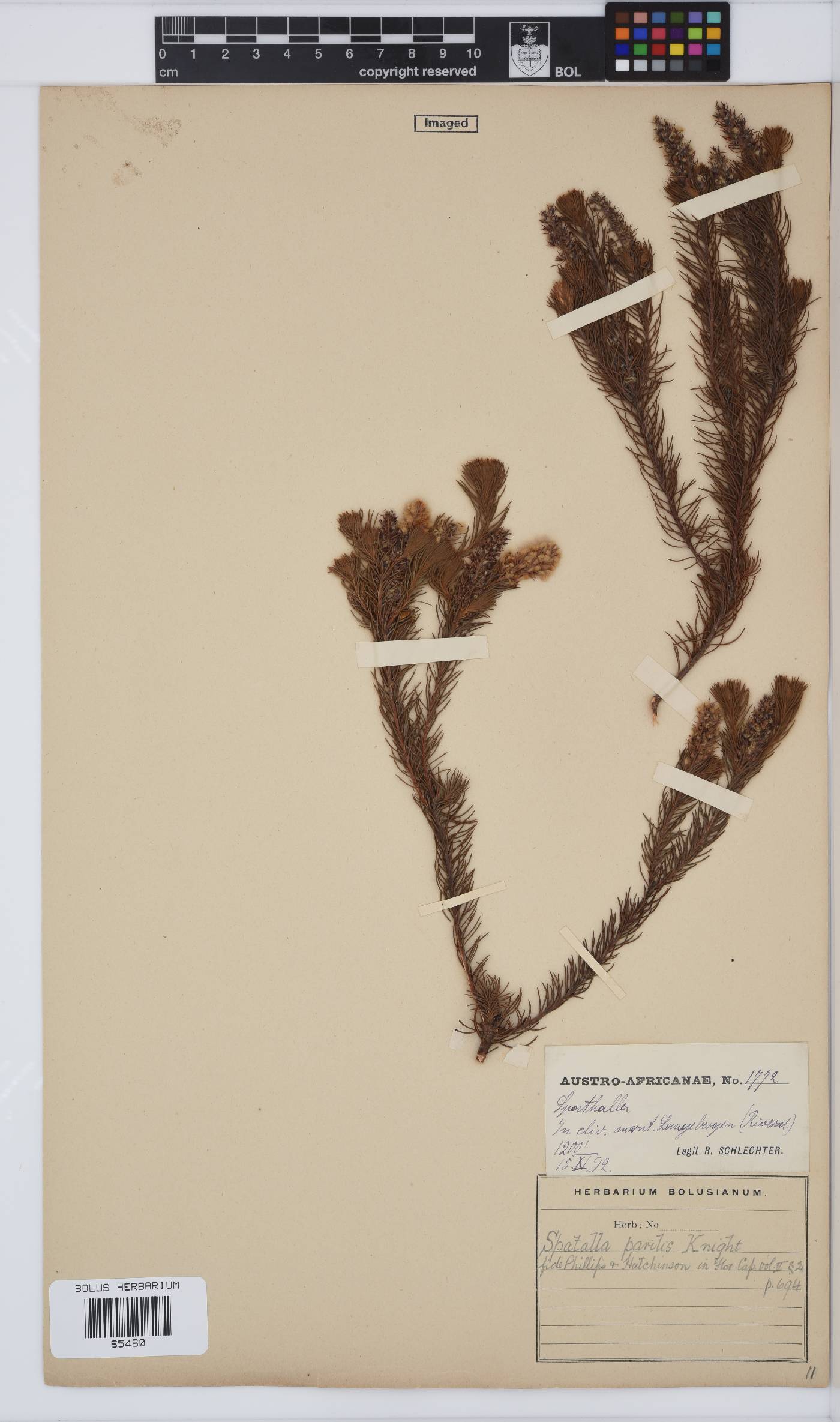 Spatalla parilis image