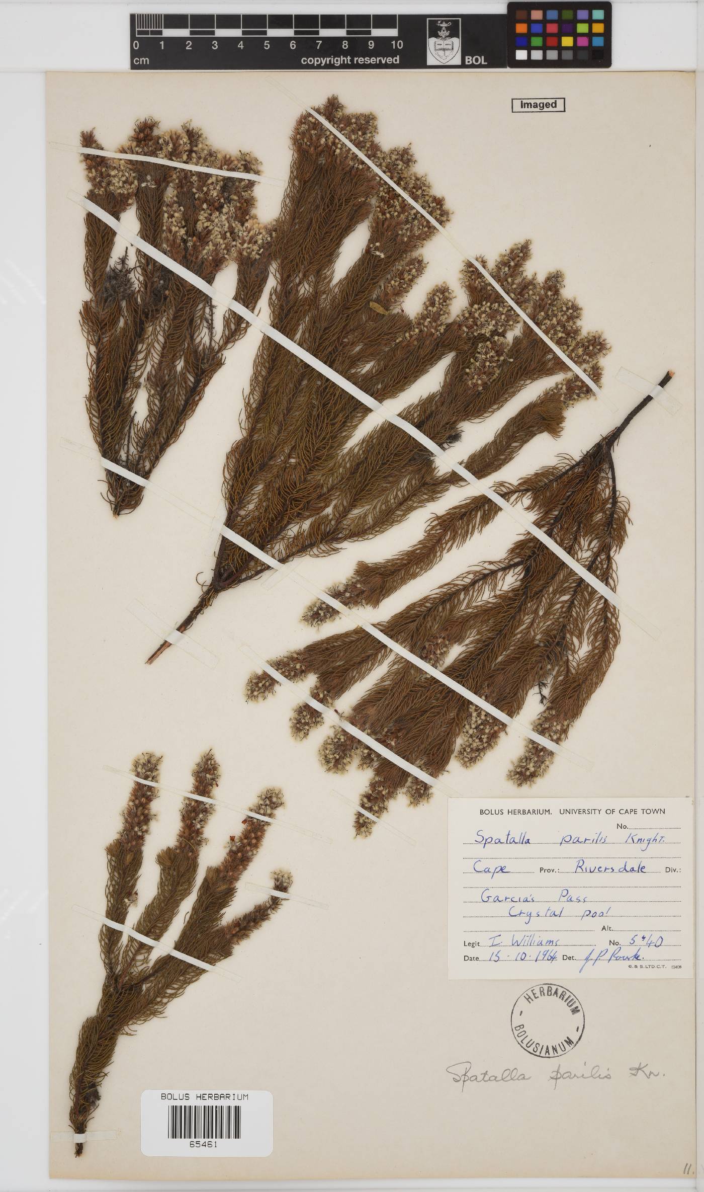 Spatalla parilis image