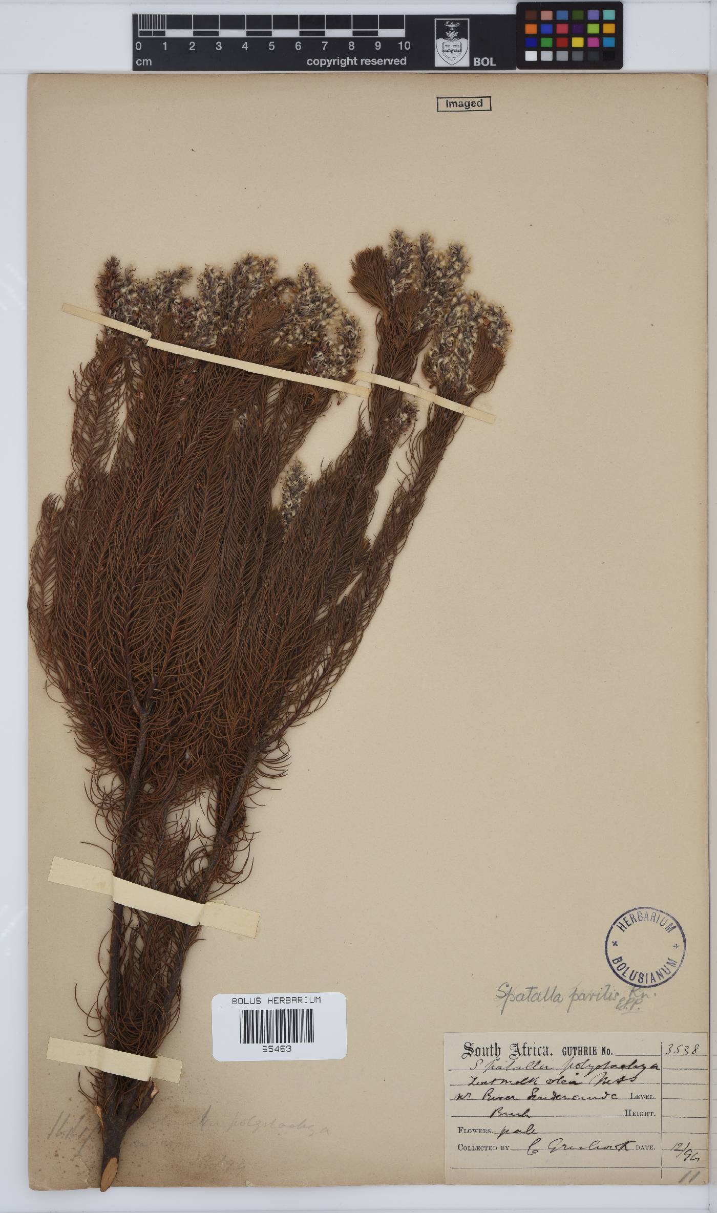 Spatalla parilis image