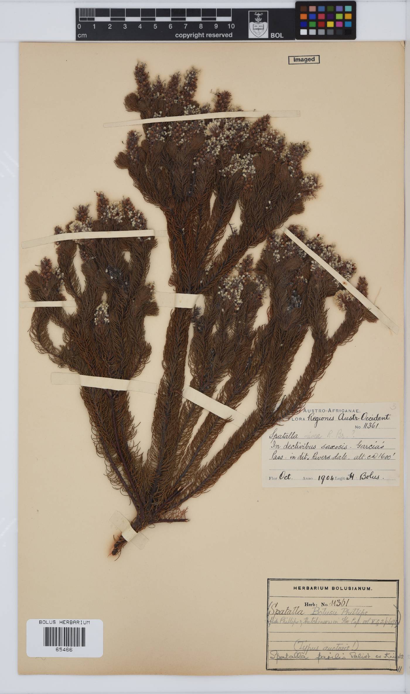 Spatalla parilis image
