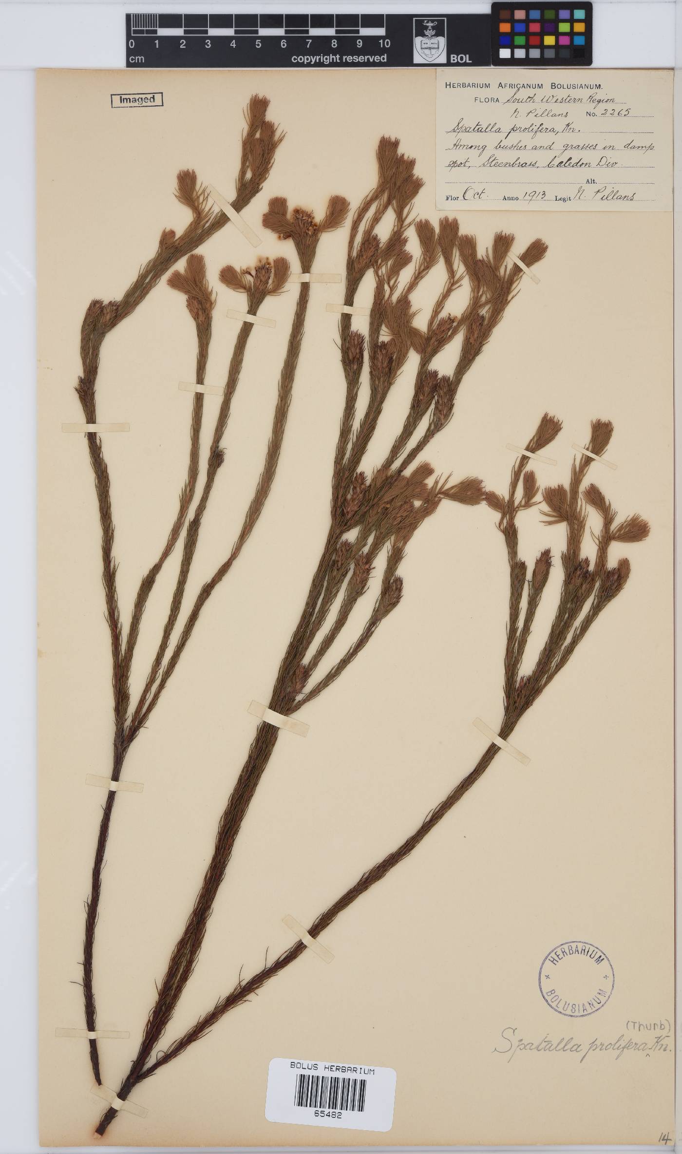 Spatalla prolifera image