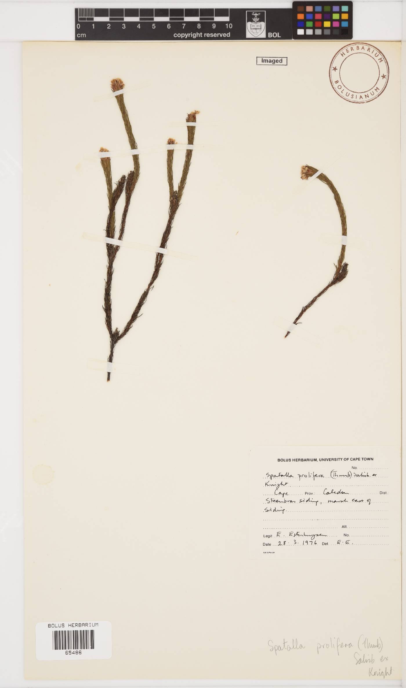 Spatalla prolifera image