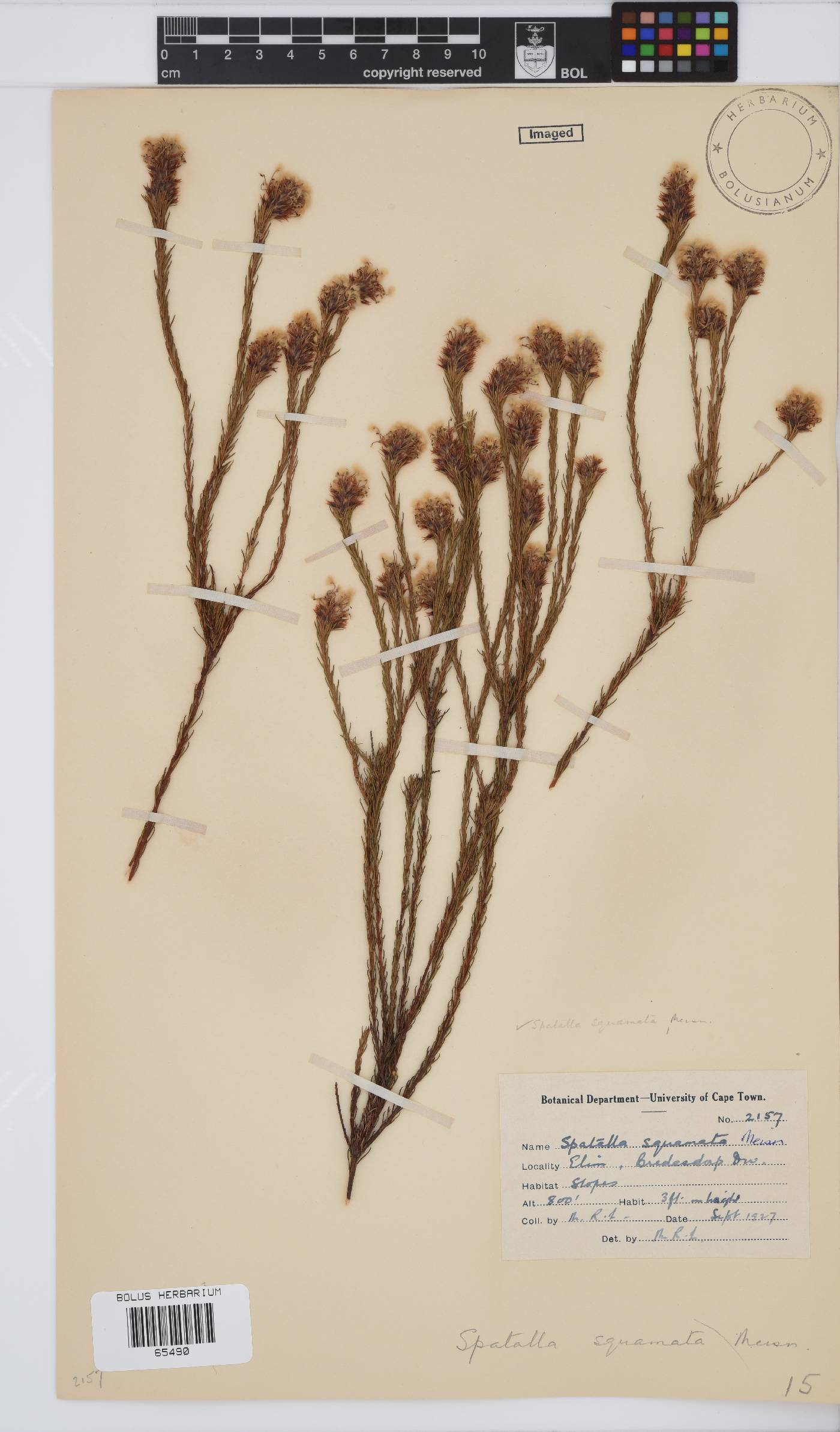 Spatalla squamata image