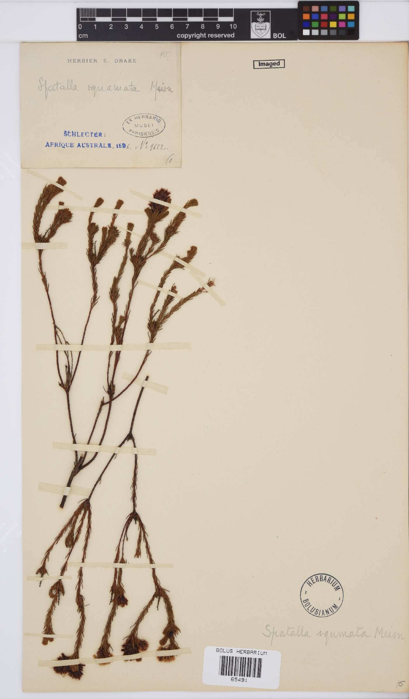 Spatalla squamata image