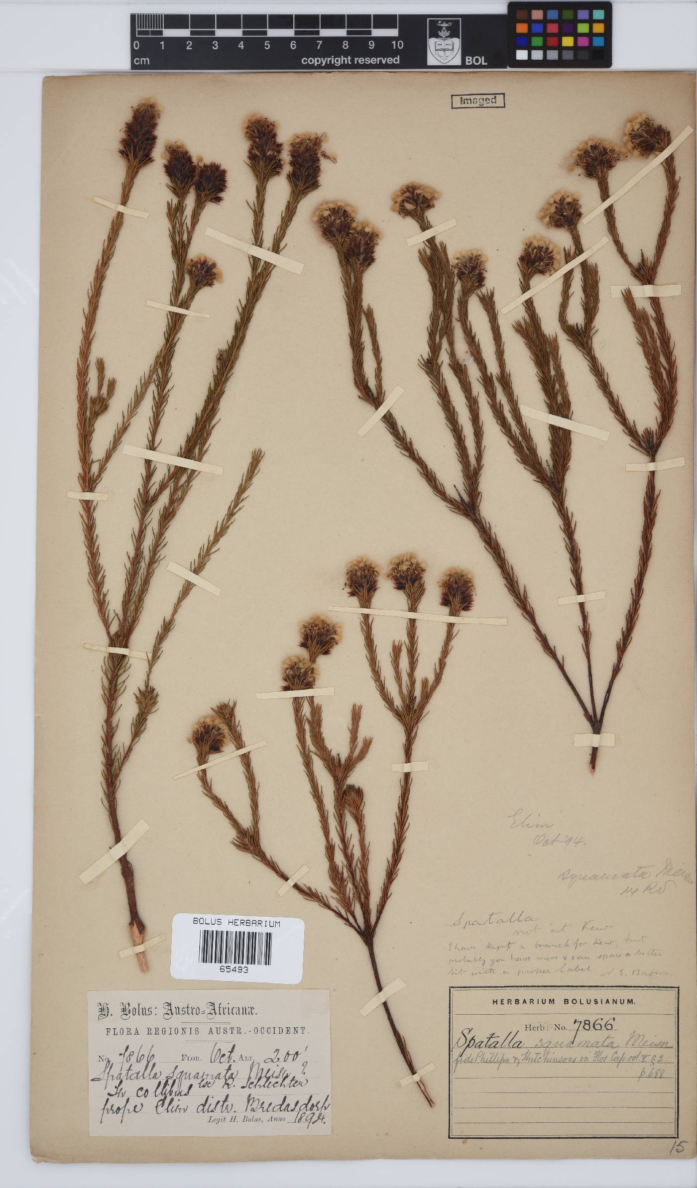 Spatalla squamata image