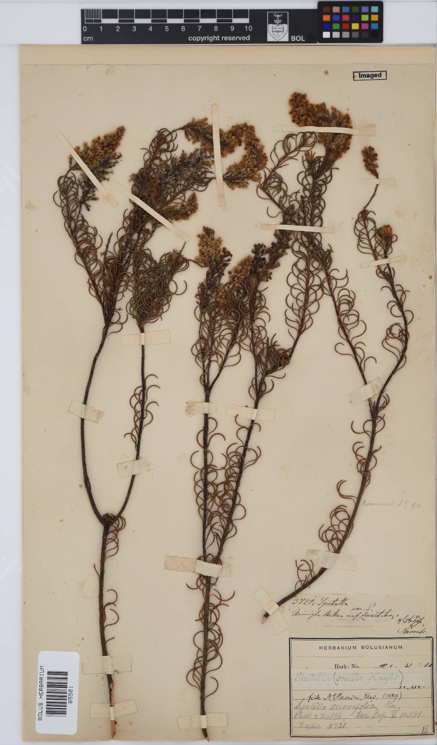 Spatalla curvifolia image