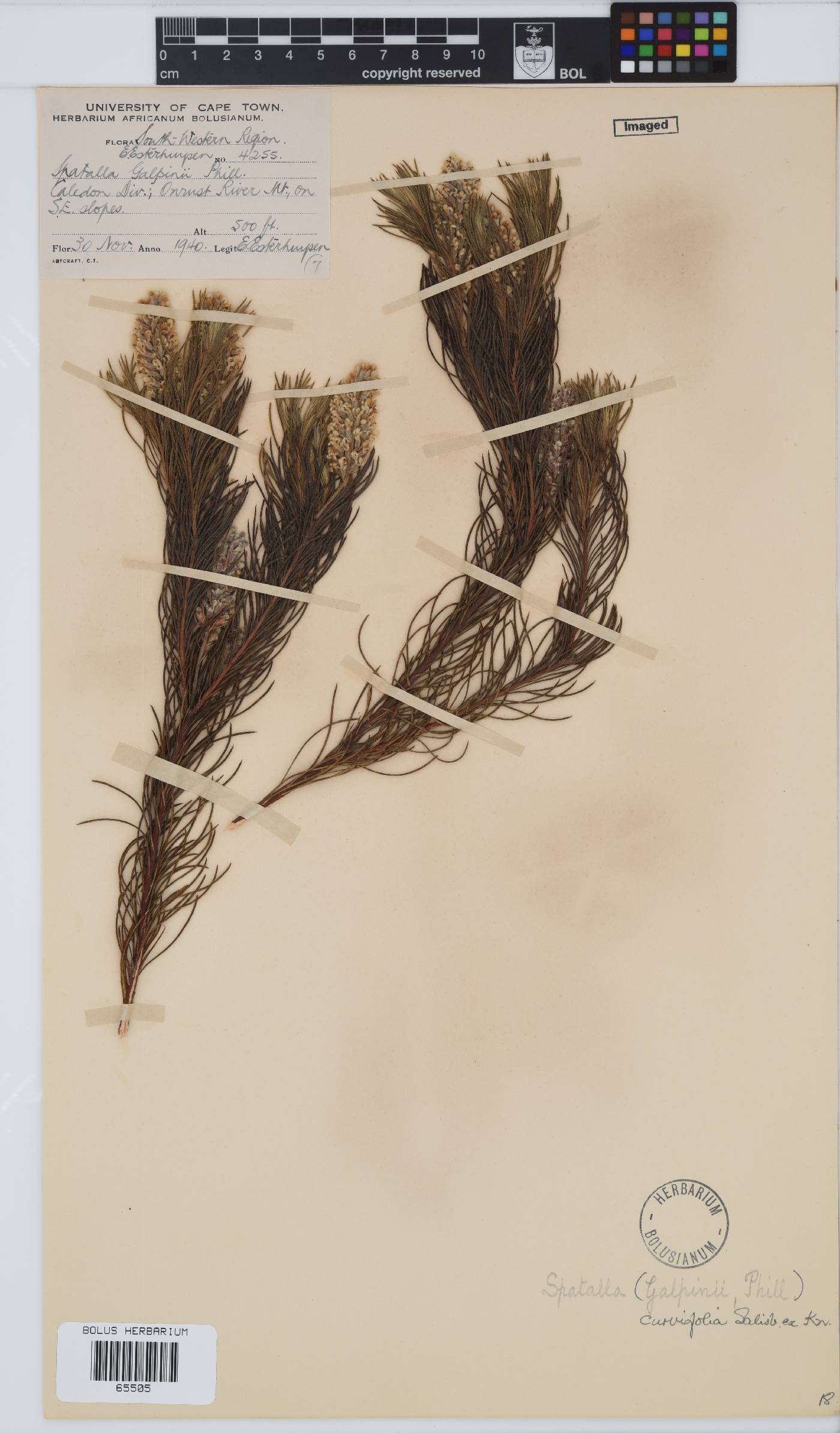 Spatalla curvifolia image