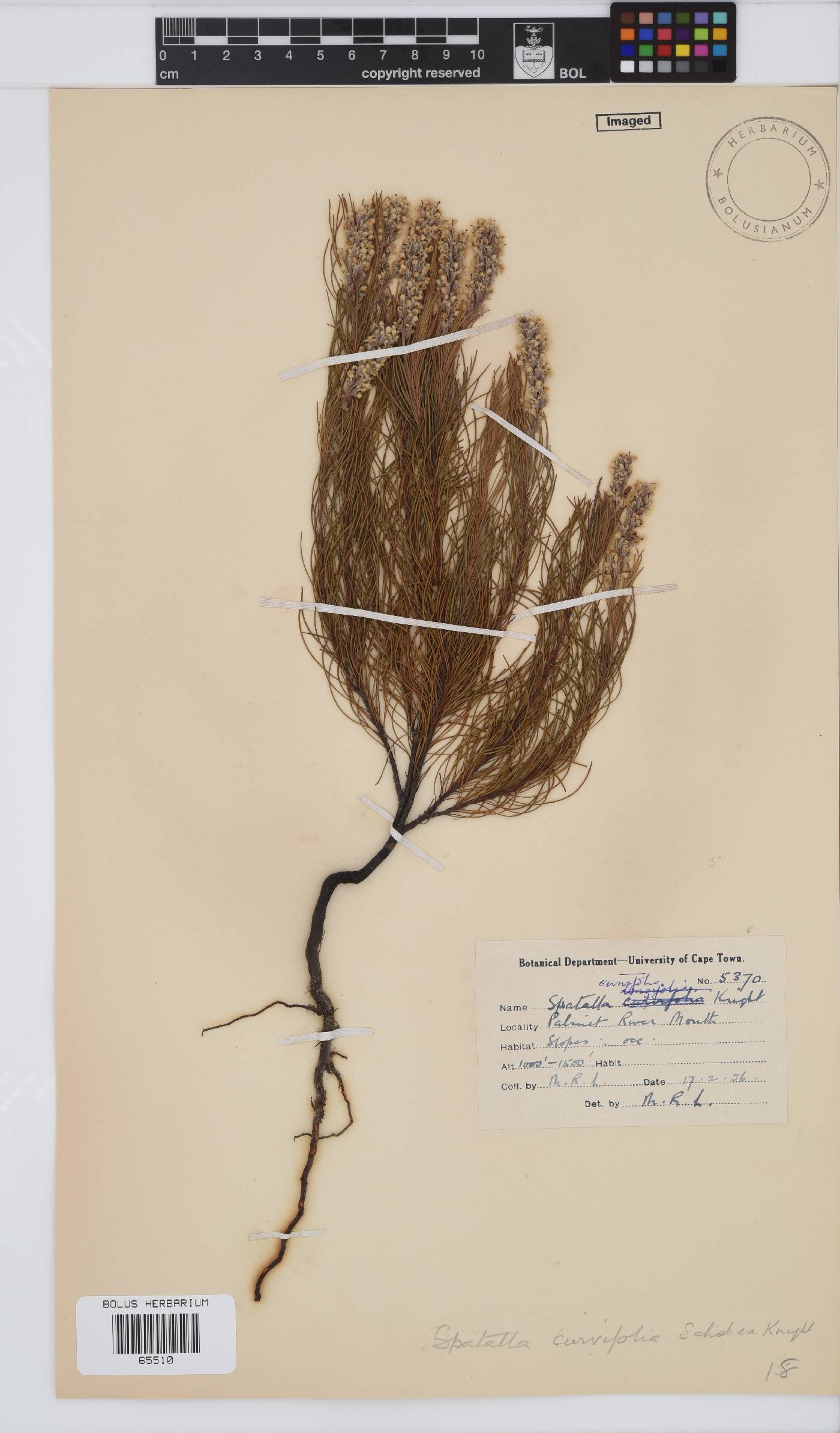Spatalla curvifolia image