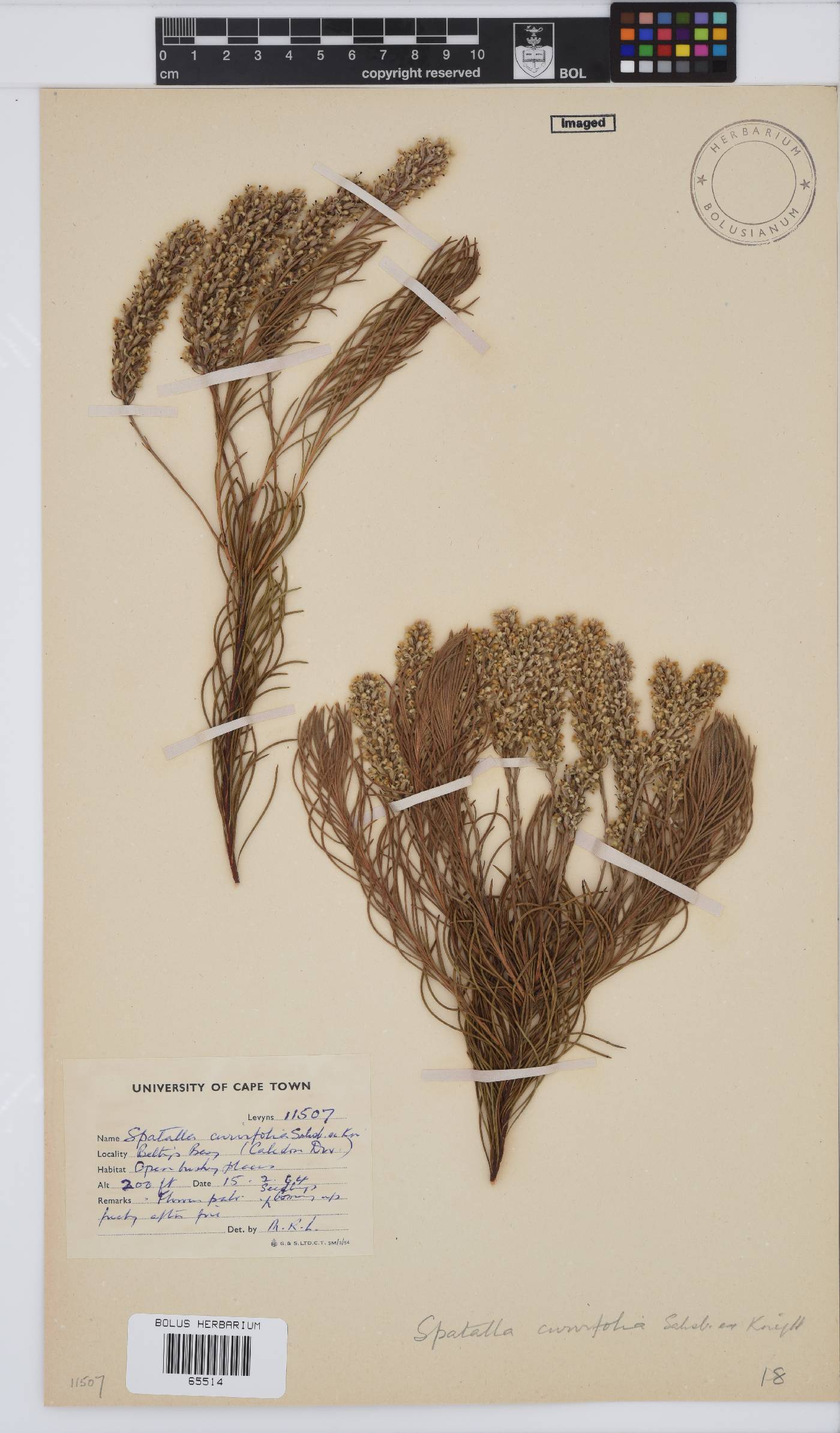 Spatalla image