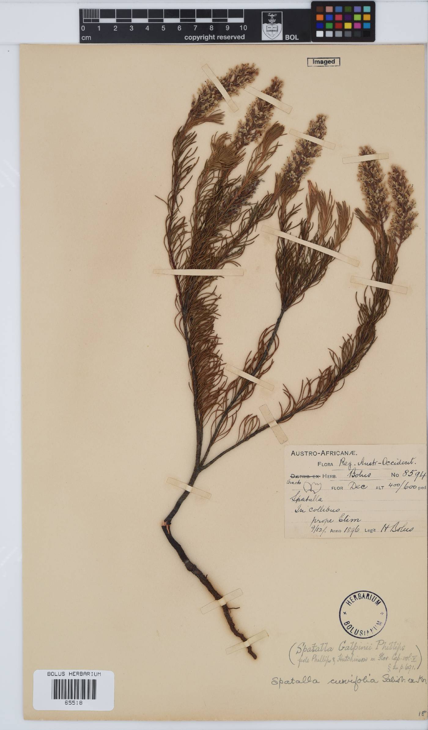 Spatalla curvifolia image