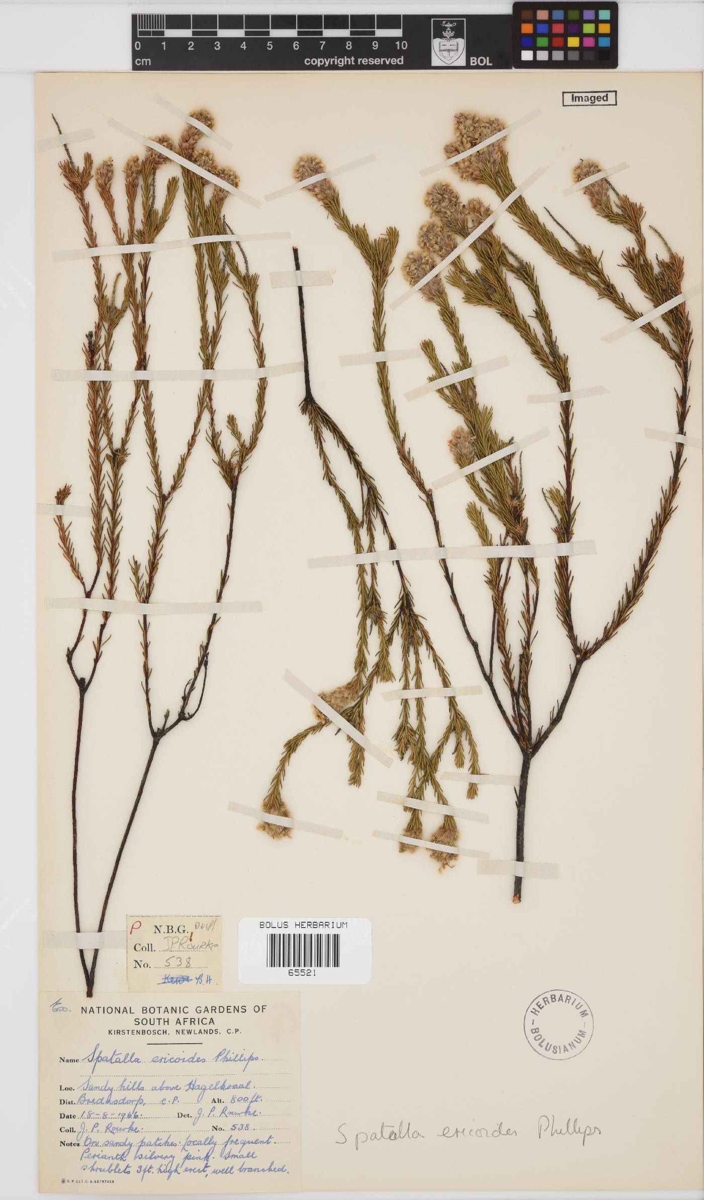 Spatalla ericoides image