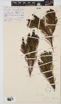 Spatalla longifolia image