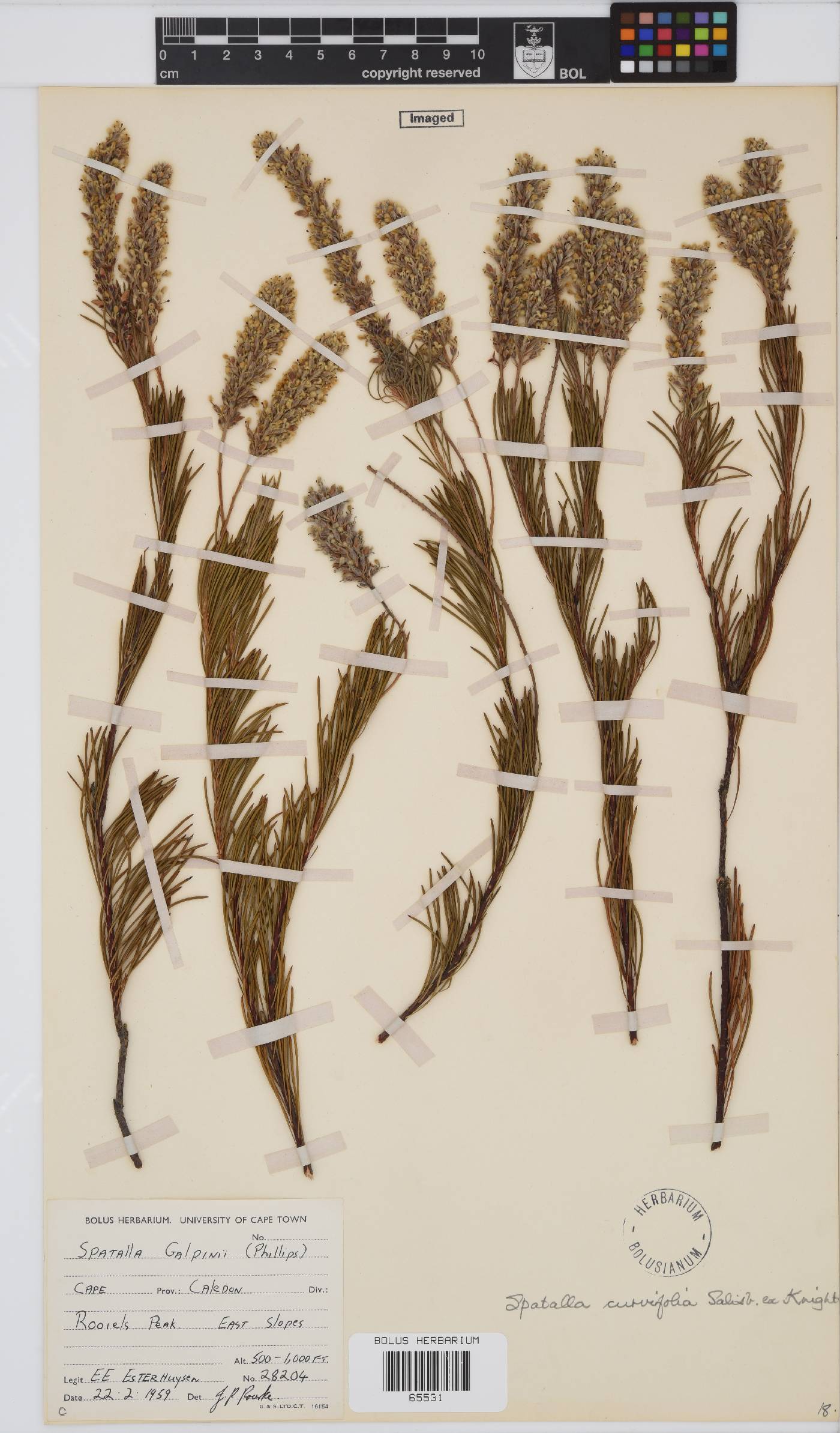 Spatalla curvifolia image