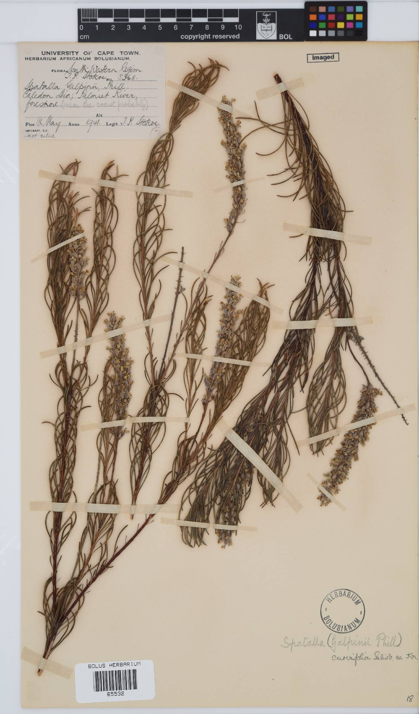 Spatalla curvifolia image