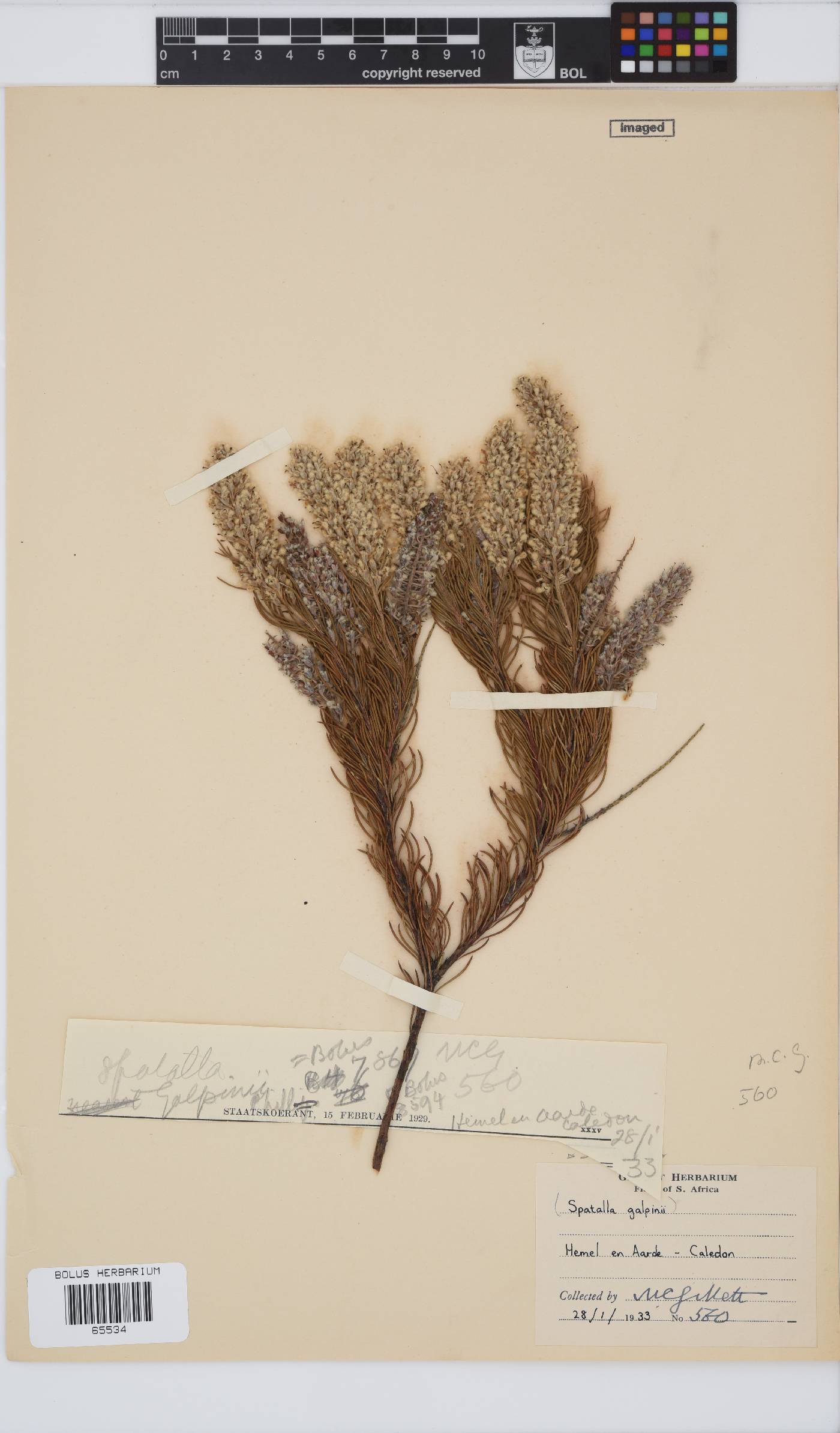 Spatalla curvifolia image