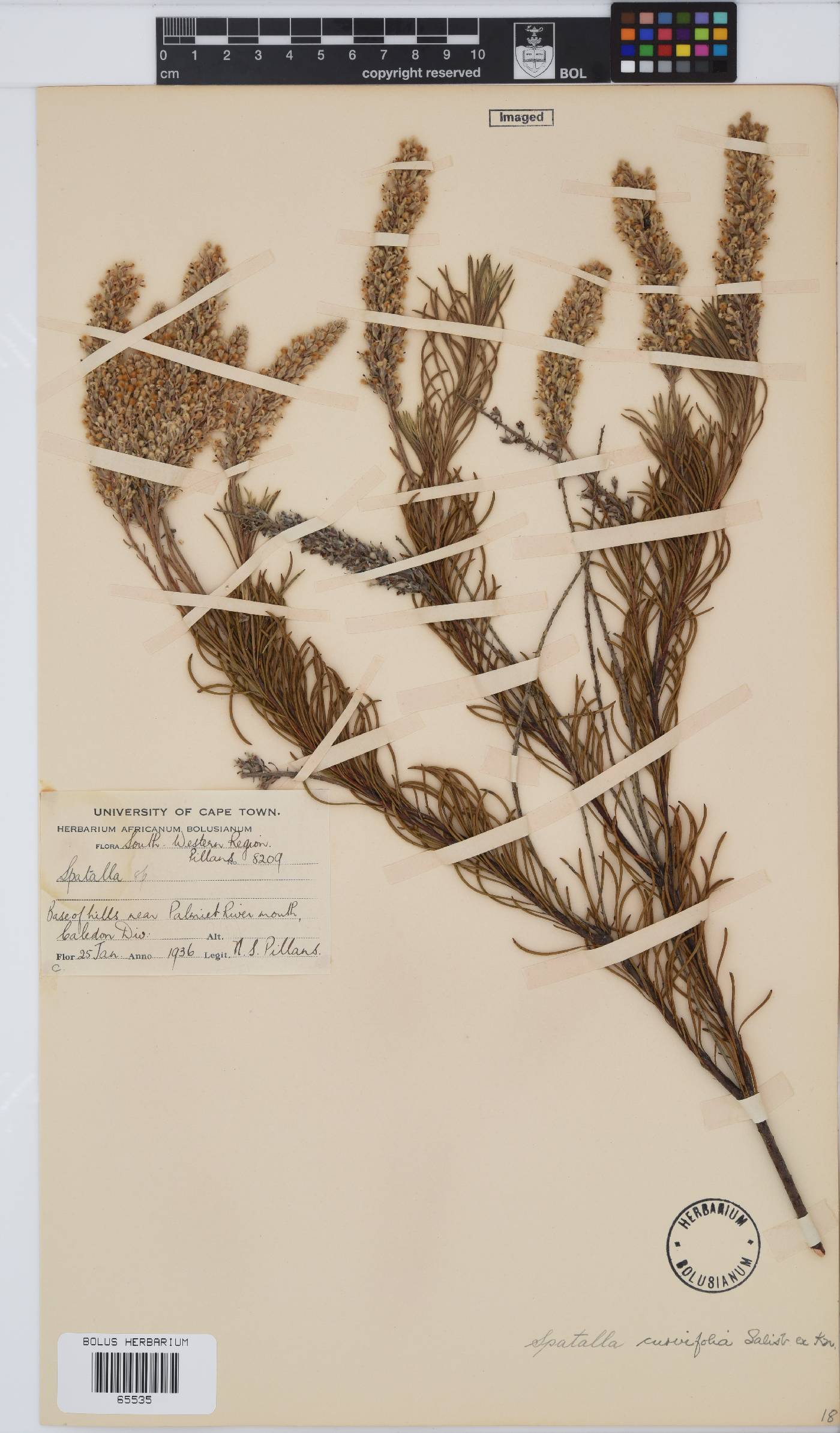 Spatalla curvifolia image