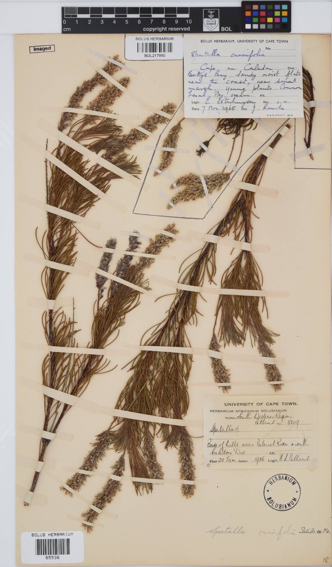 Spatalla curvifolia image