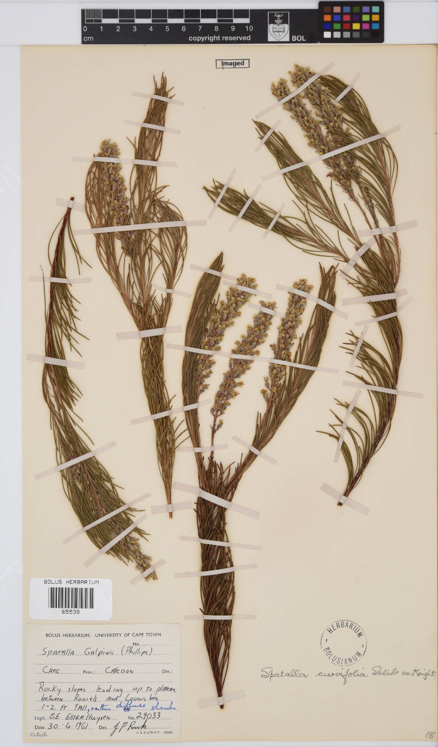 Spatalla curvifolia image