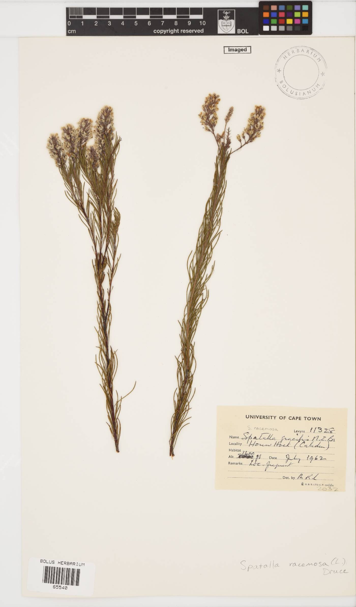 Spatalla racemosa image