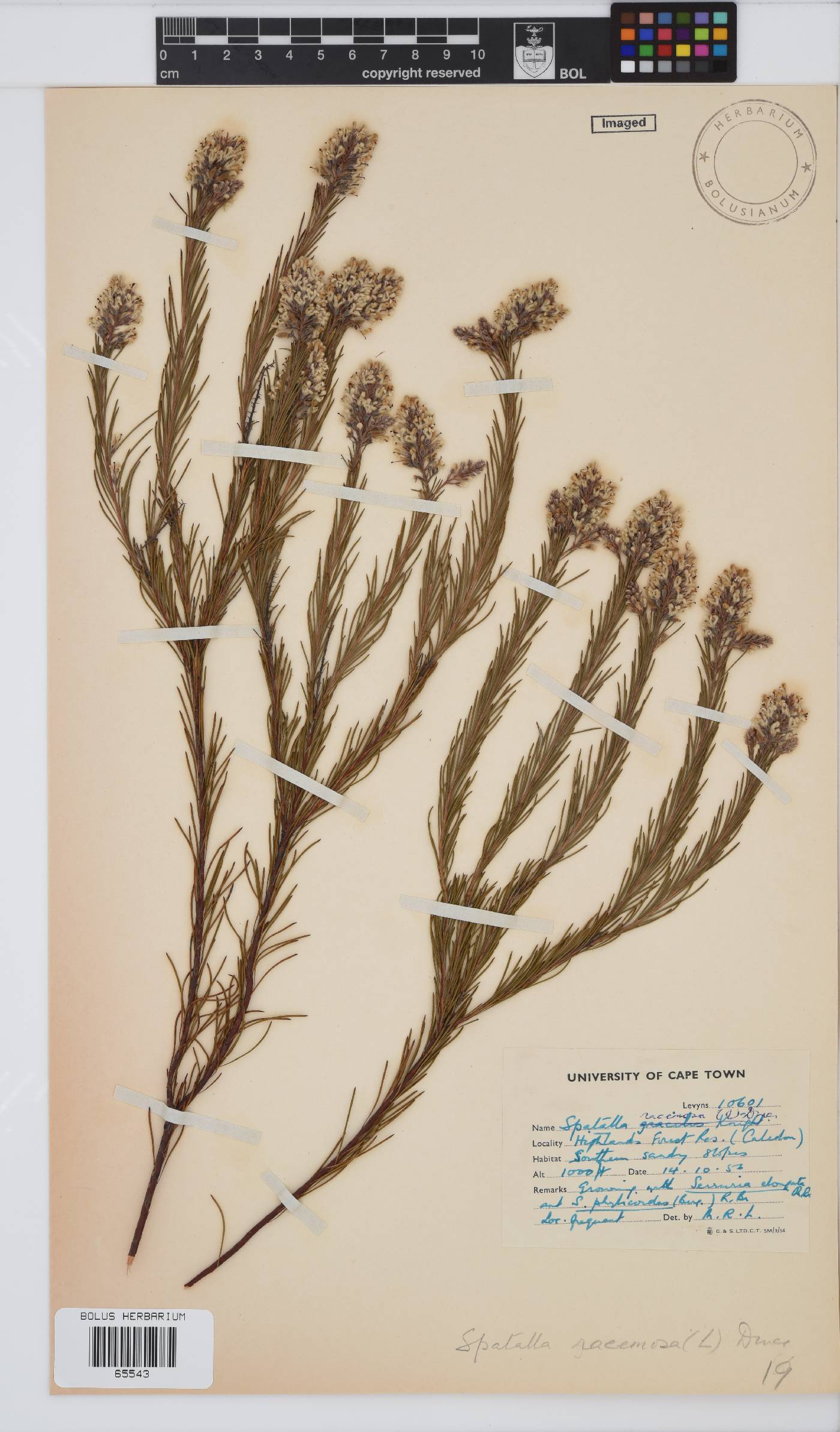 Spatalla racemosa image