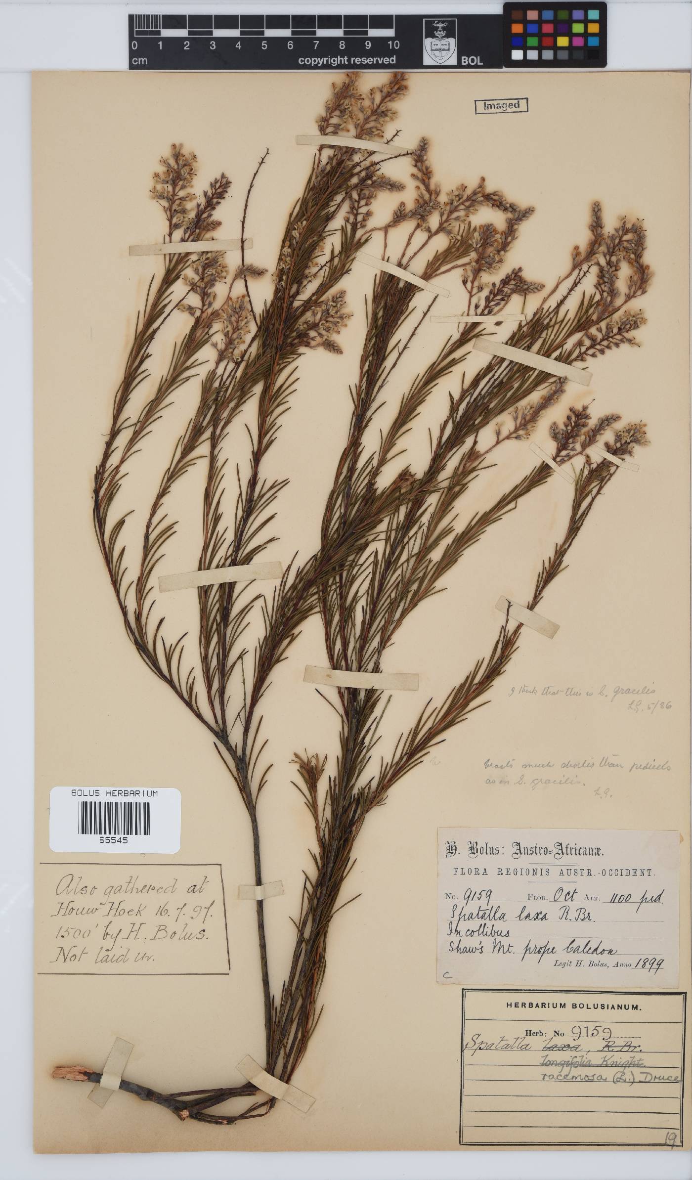 Spatalla racemosa image
