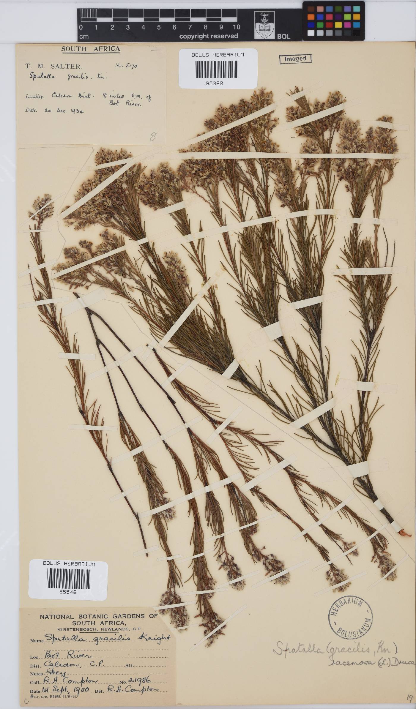 Spatalla racemosa image