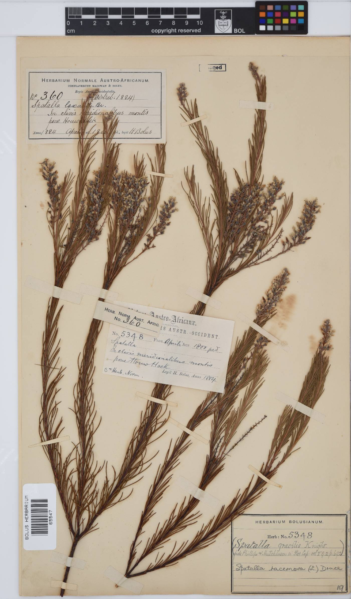 Spatalla racemosa image