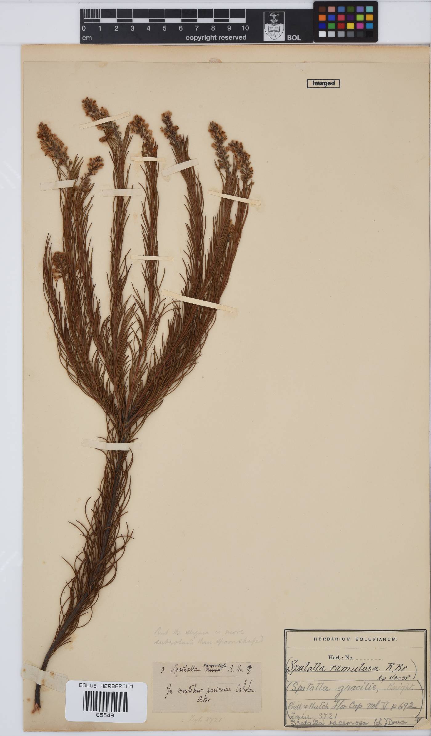Spatalla racemosa image